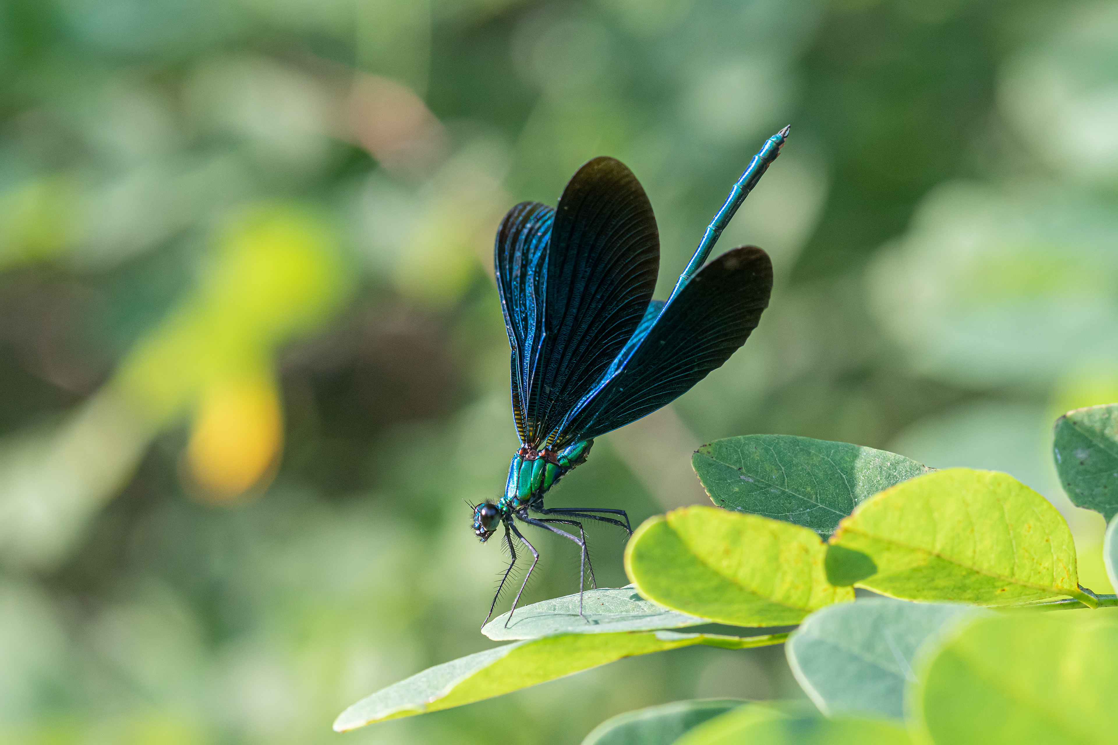 Calopteryx virgo
