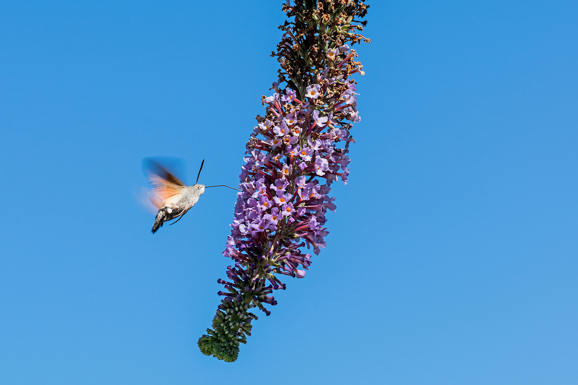 Macroglossa stellatarum