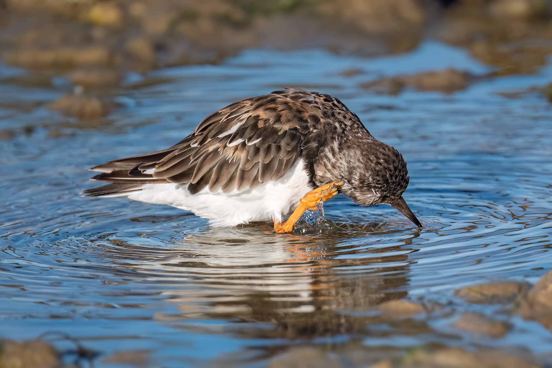 Les Moutiers-en-Retz - Voltapietre