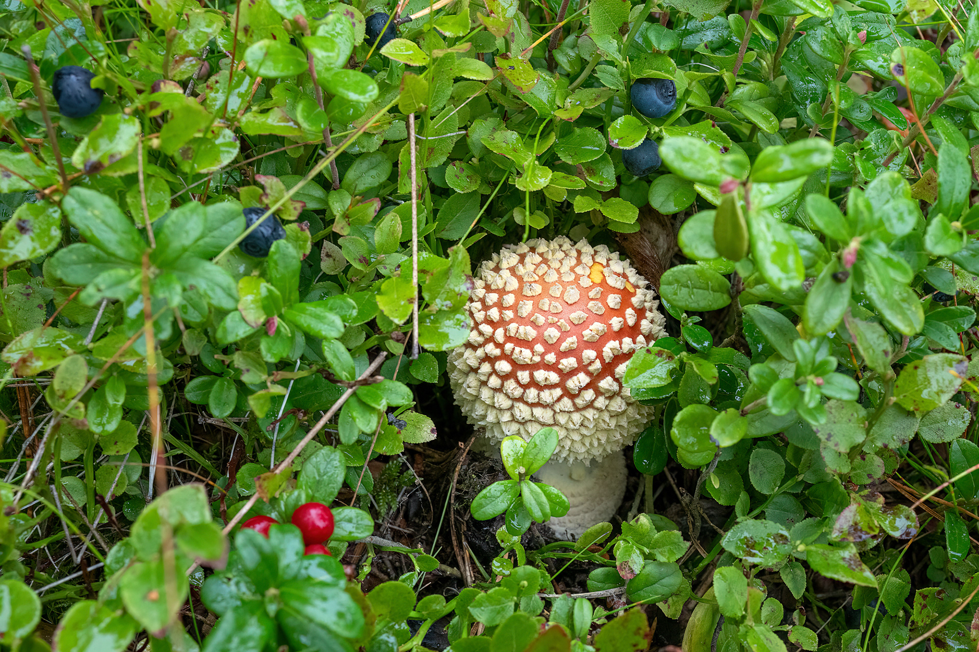 Amanita muscaria