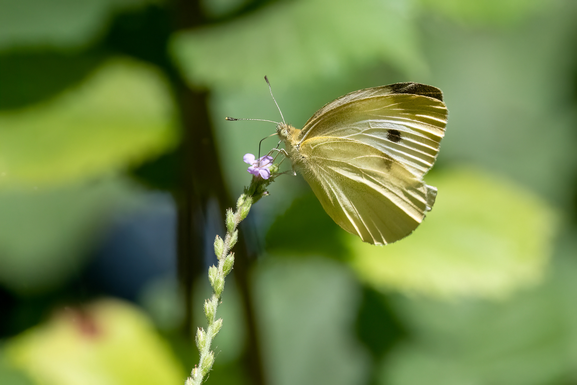 Cavolaia minore - Pieris rapae