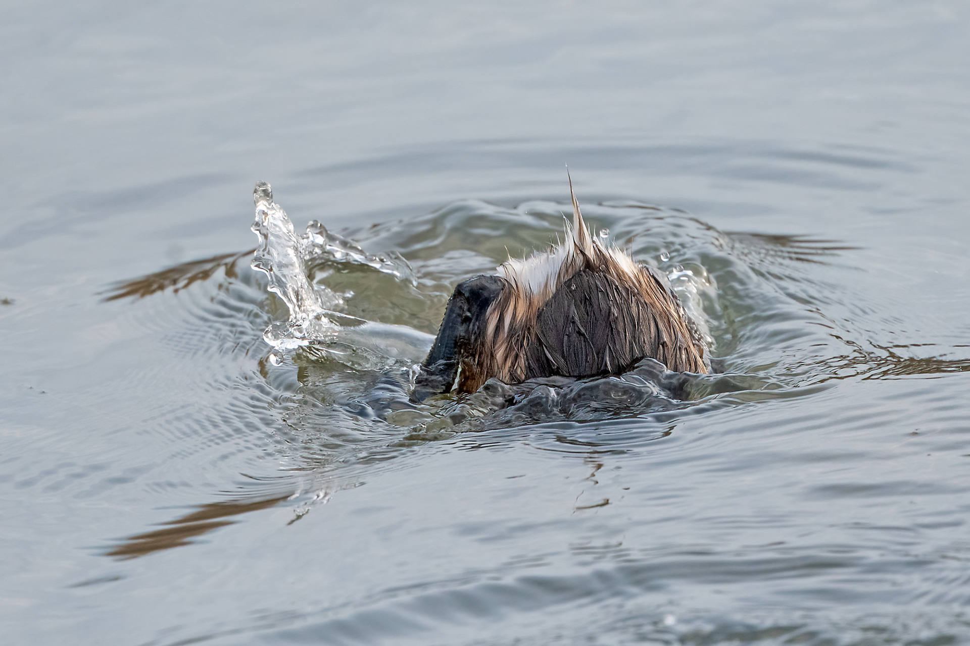 Riserva Sentina - tuffetto