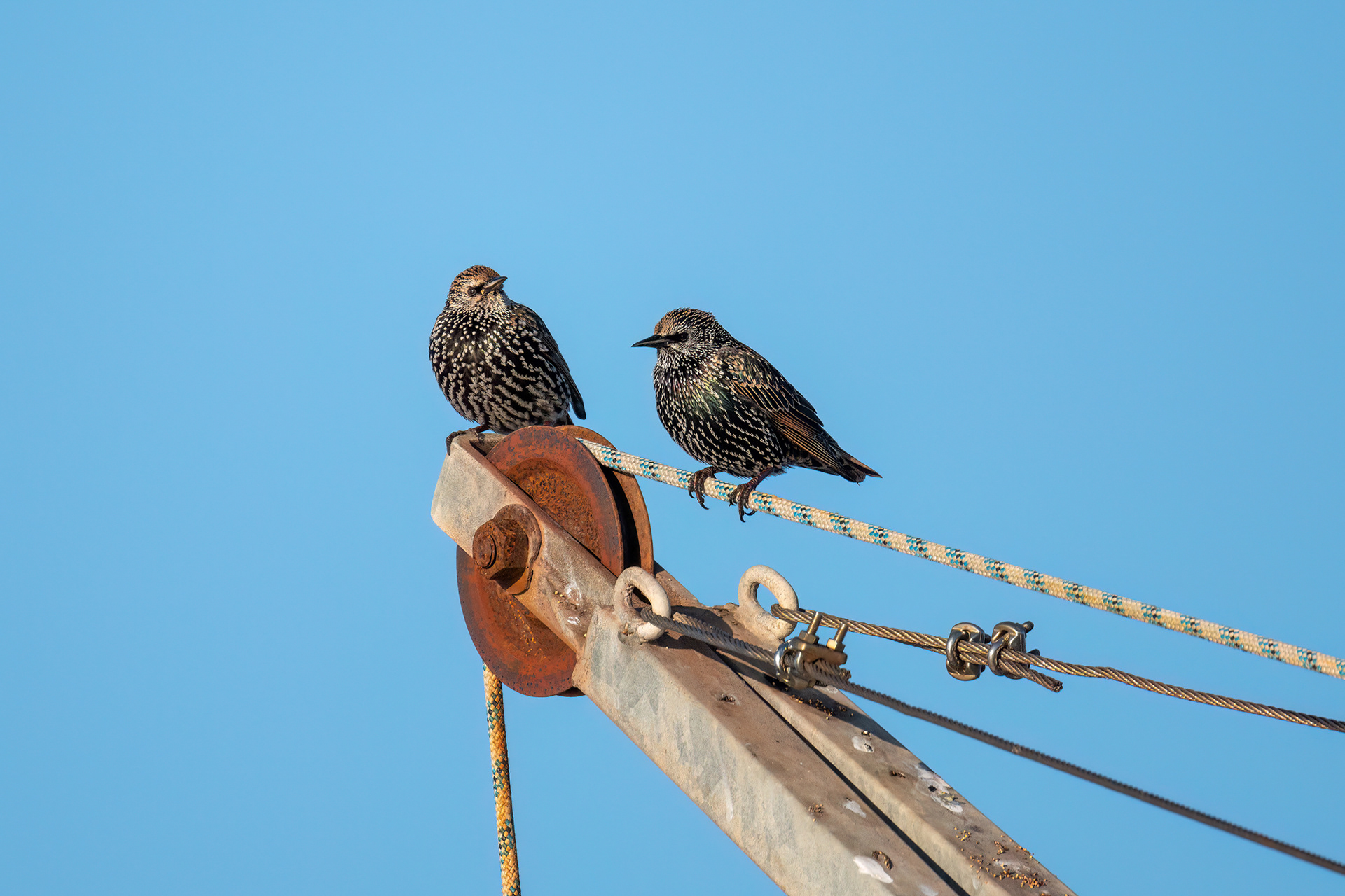 Les Moutiers-en-Retz - Storni