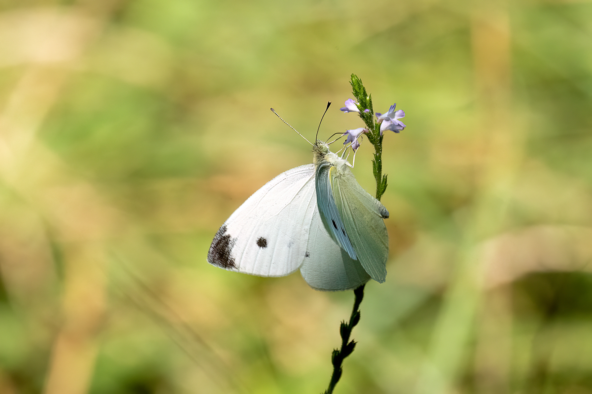 Cavolaia minore - Pieris rapae