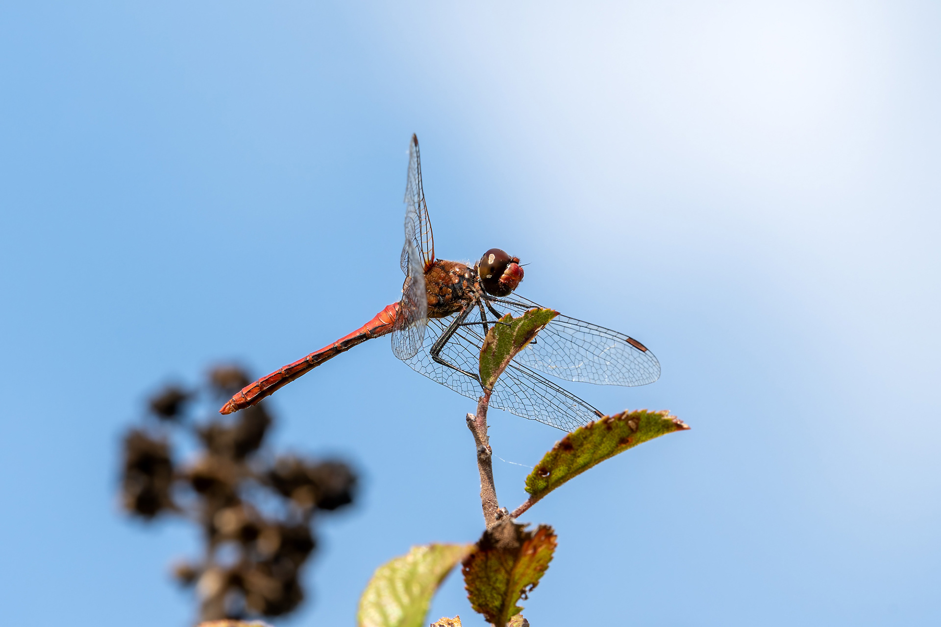 Sympetrum sanguineum