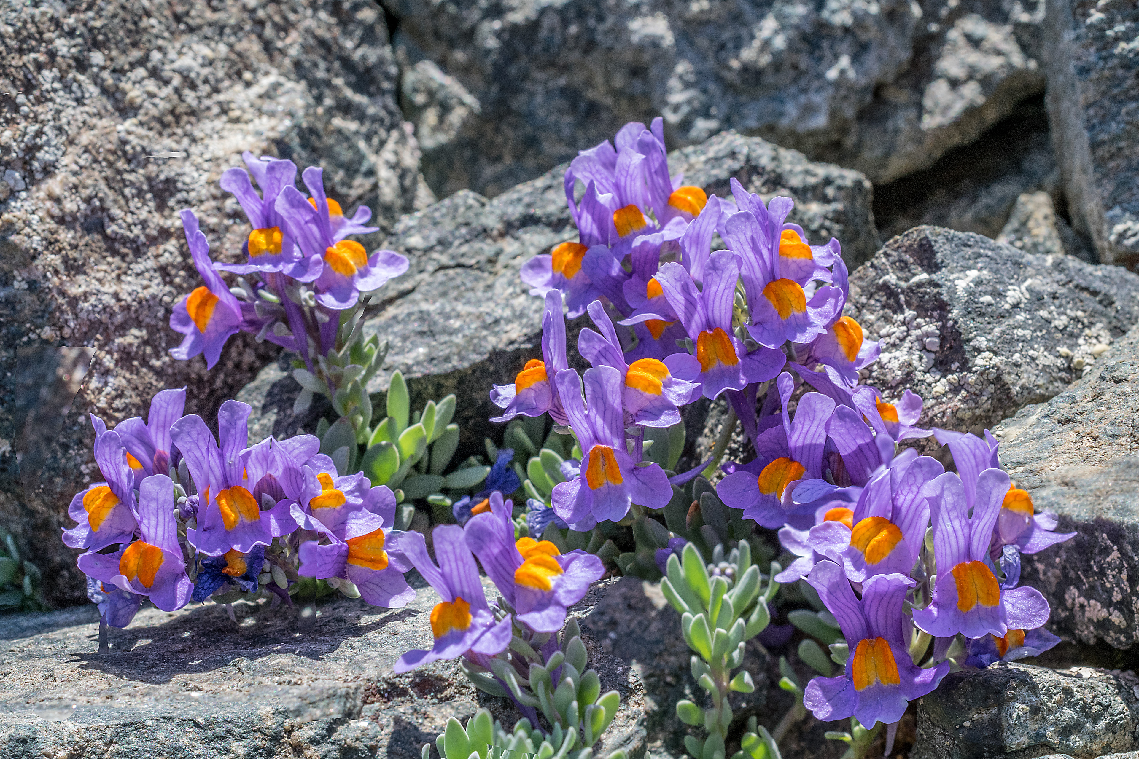 Linaria alpina
