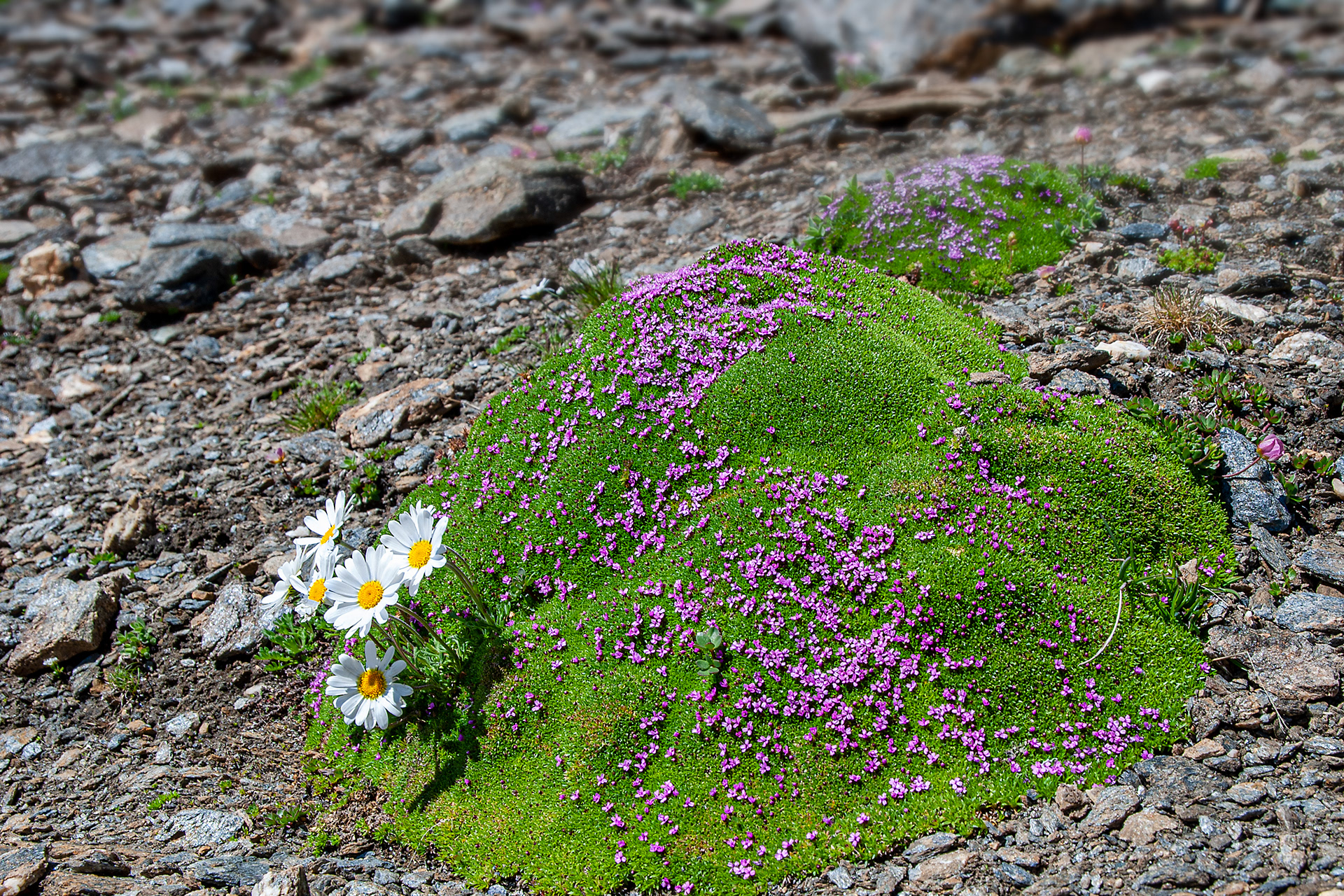 Silene acaulis e margherite