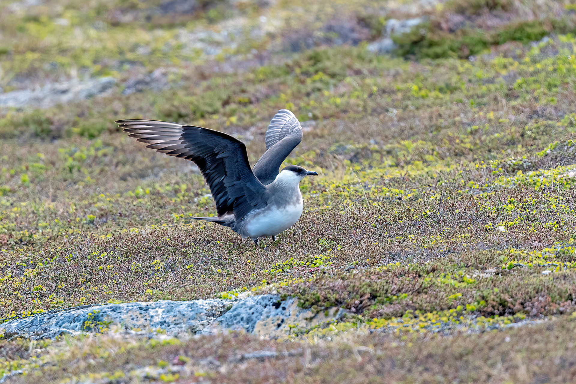 Penisola di Varanger - Labbo fase chiara