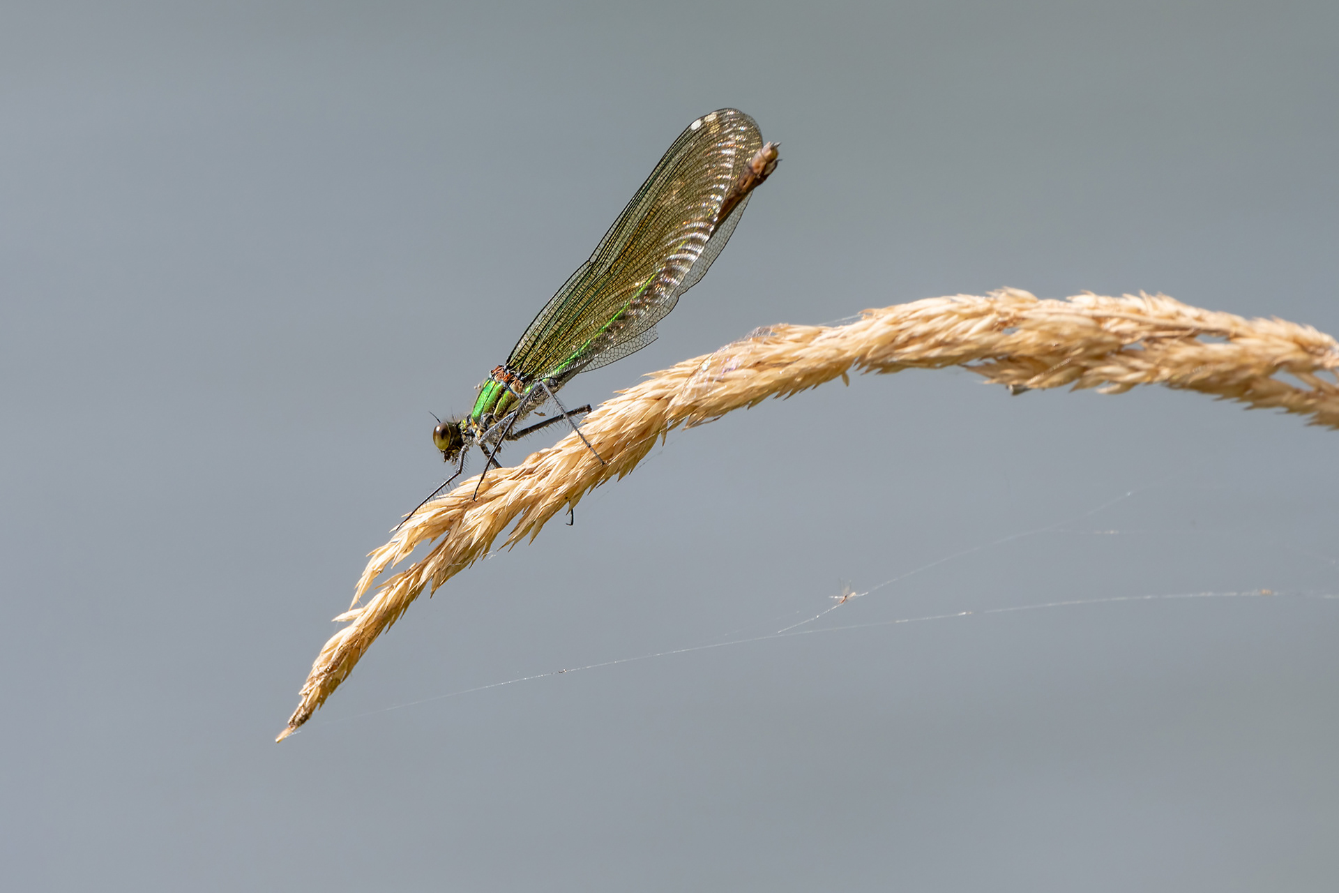 Calopteryx virgo