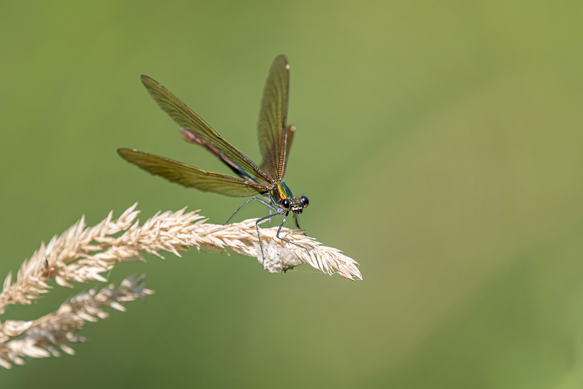 Calopteryx