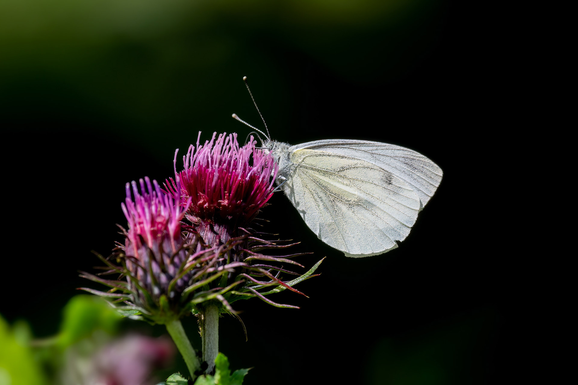 Pieris napi