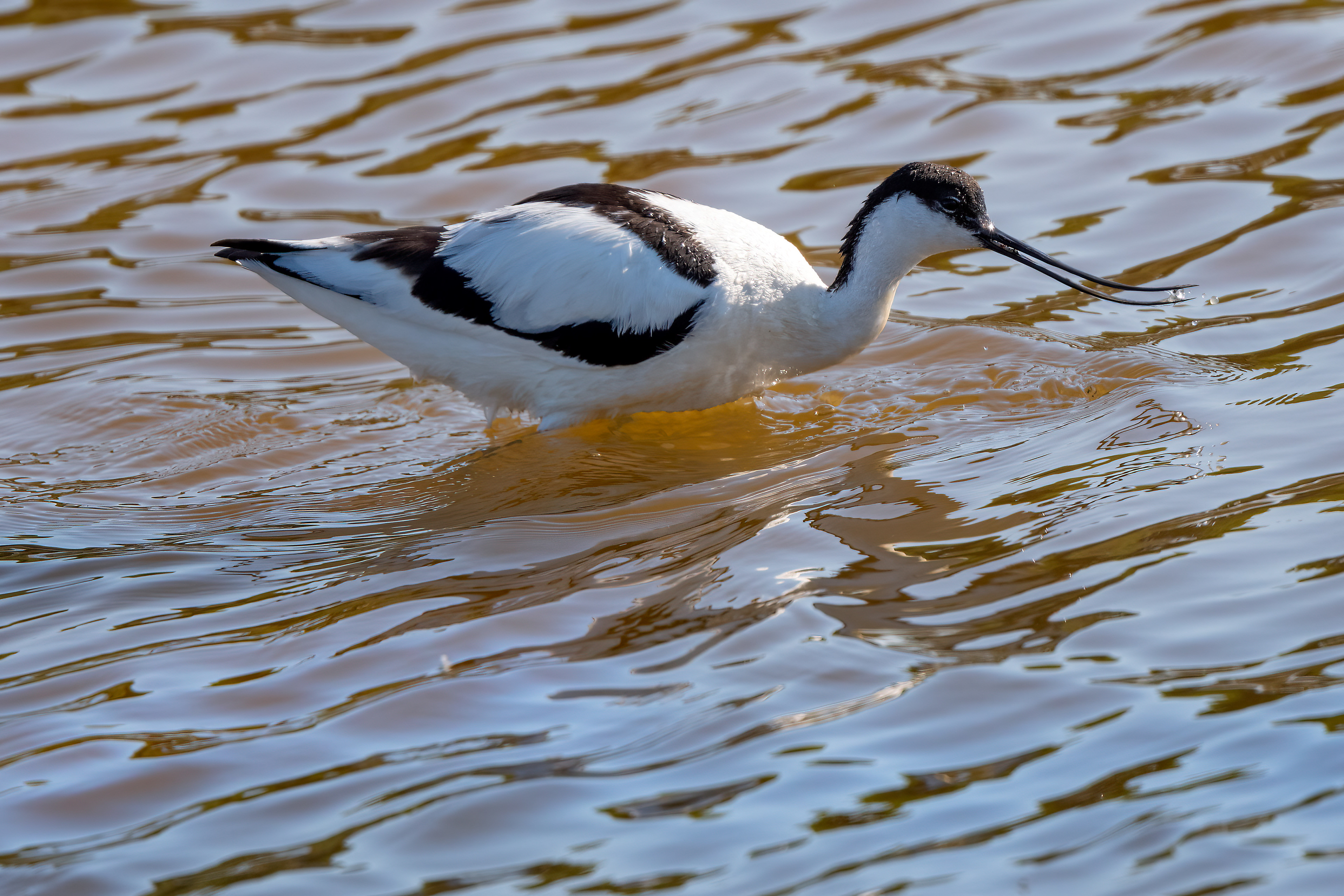 Avocetta