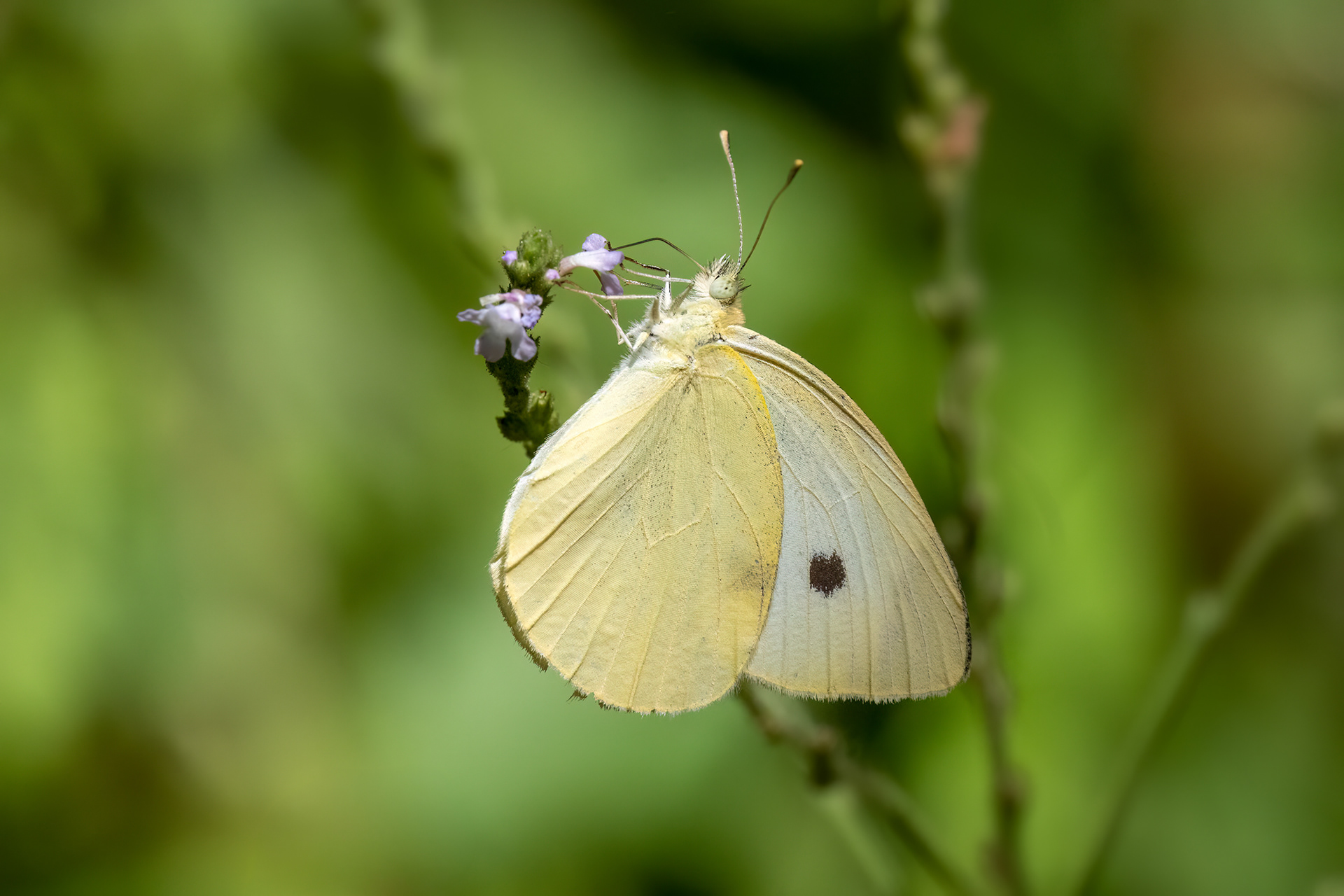 Cavolaia minore - Pieris rapae