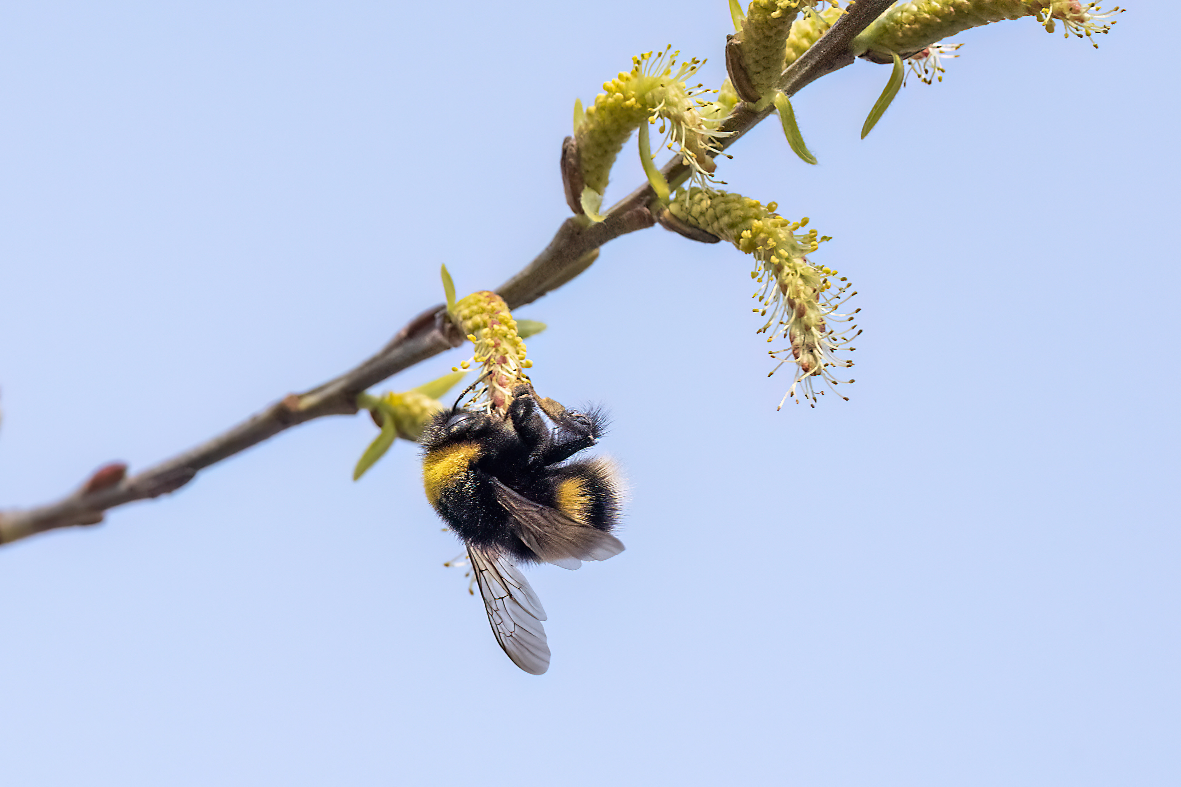 Bombus terrestris