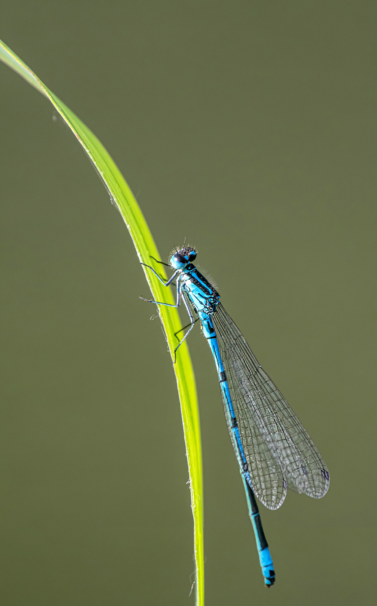 Coenagrion puella maschio