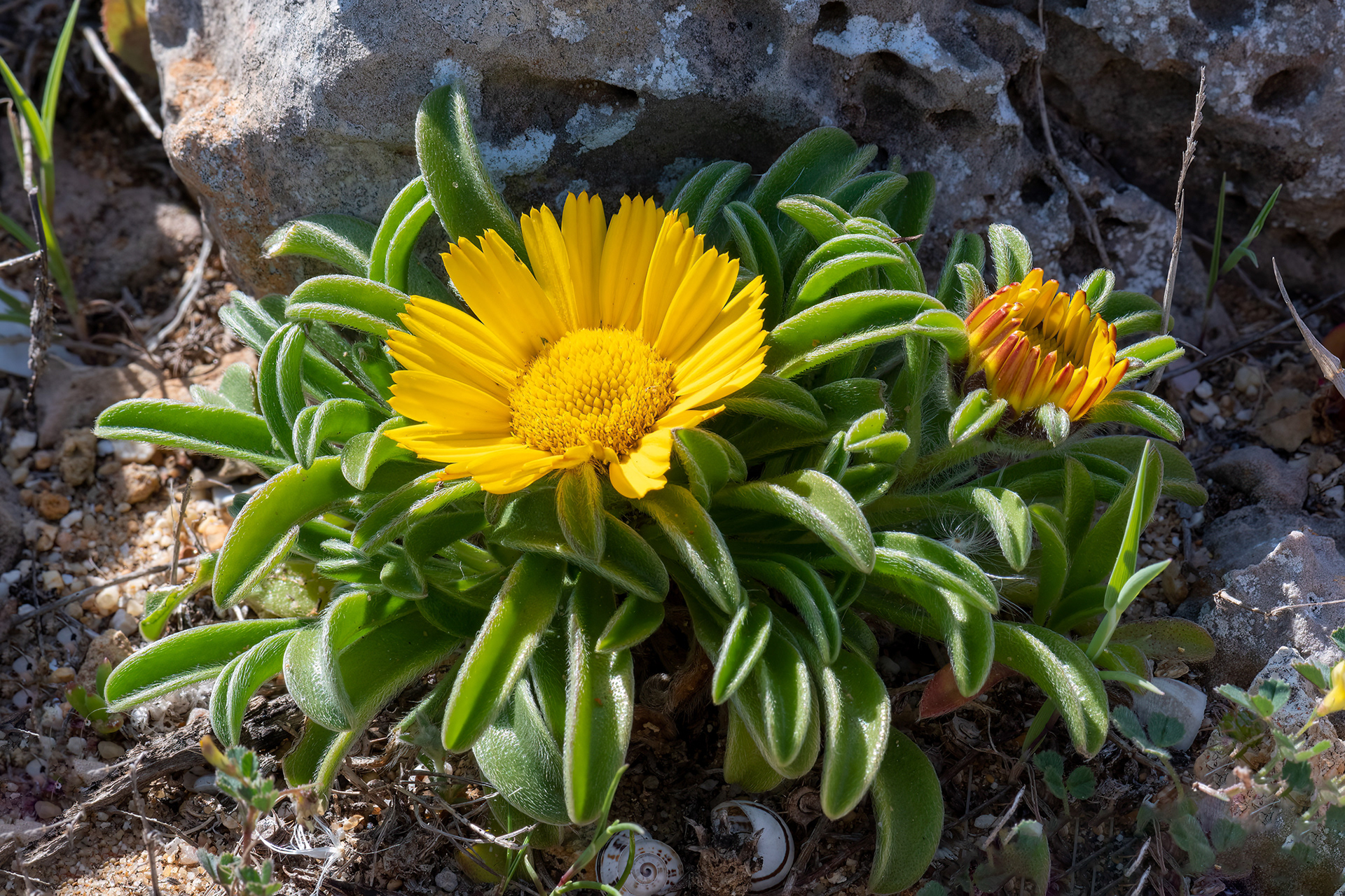 Asteriscus maritimus