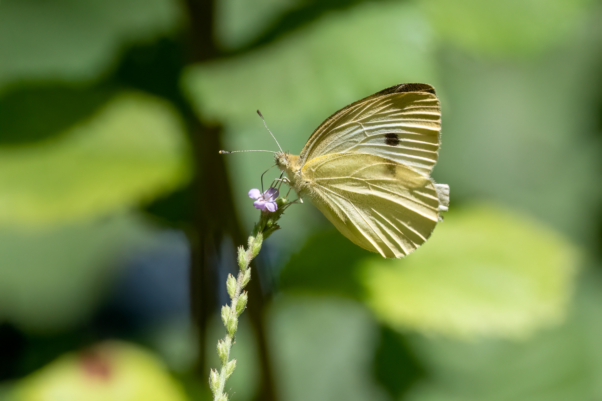 Cavolaia minore - Pieris rapae