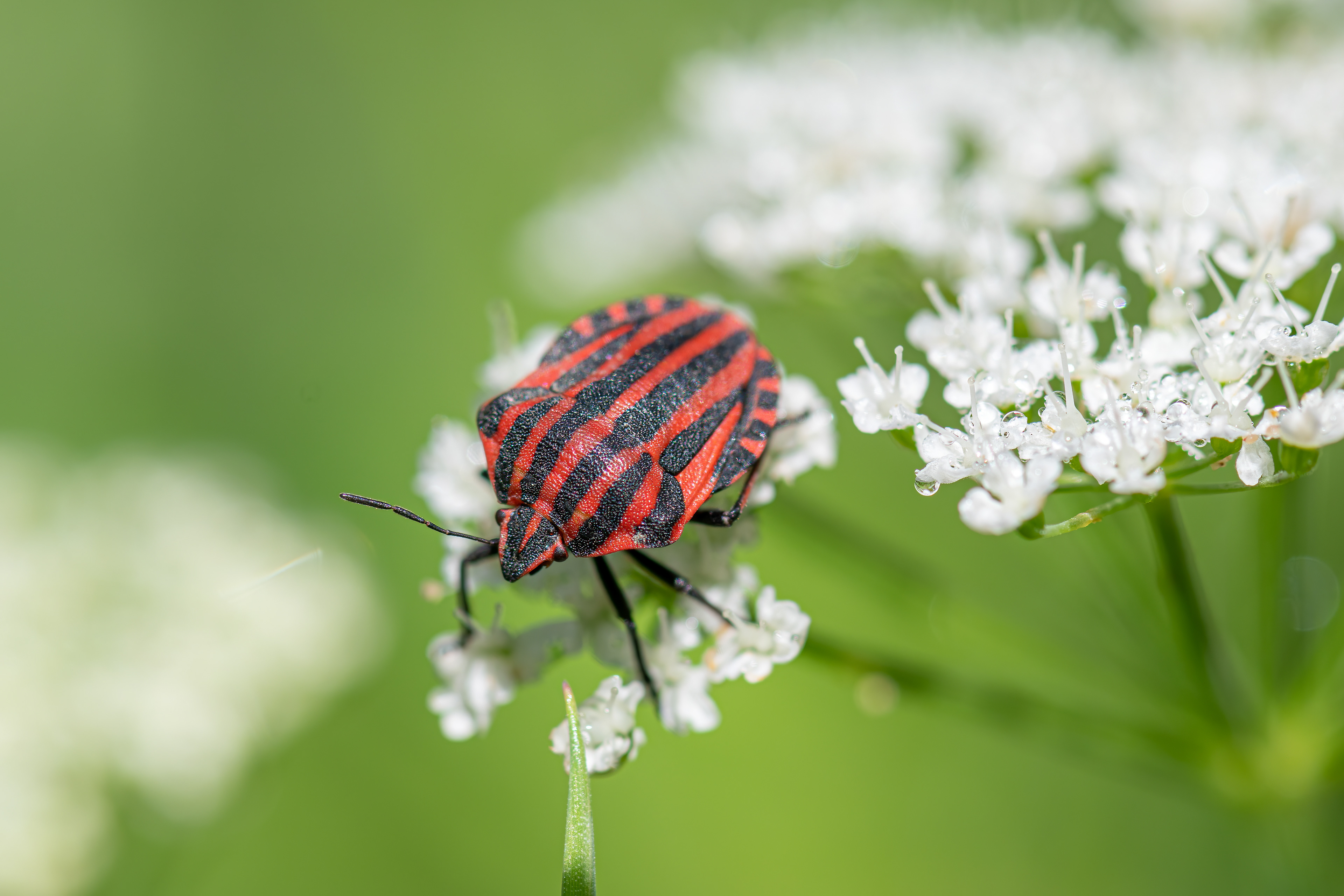 Graphosoma italicum