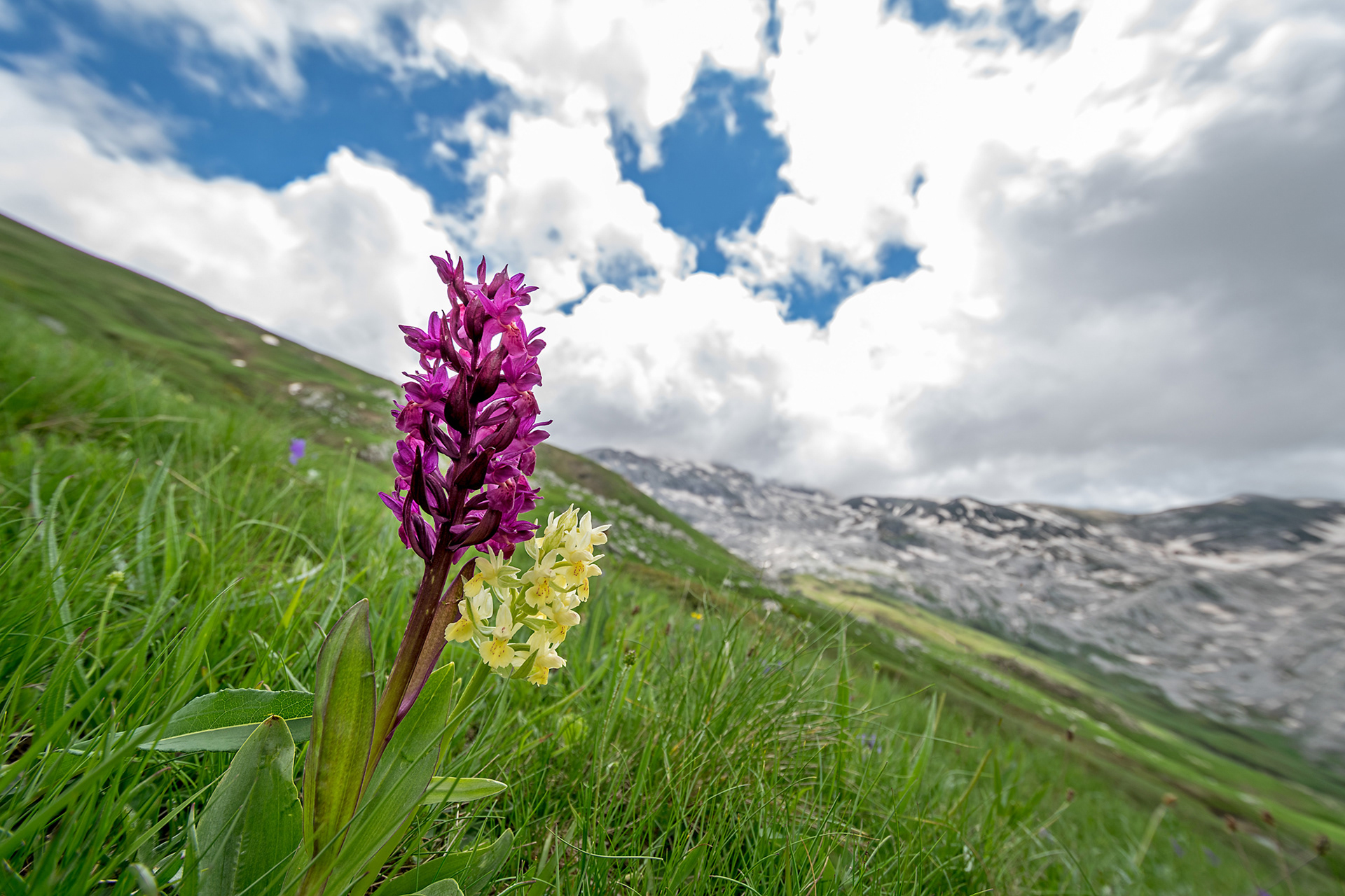 Dactylorhiza sambucina