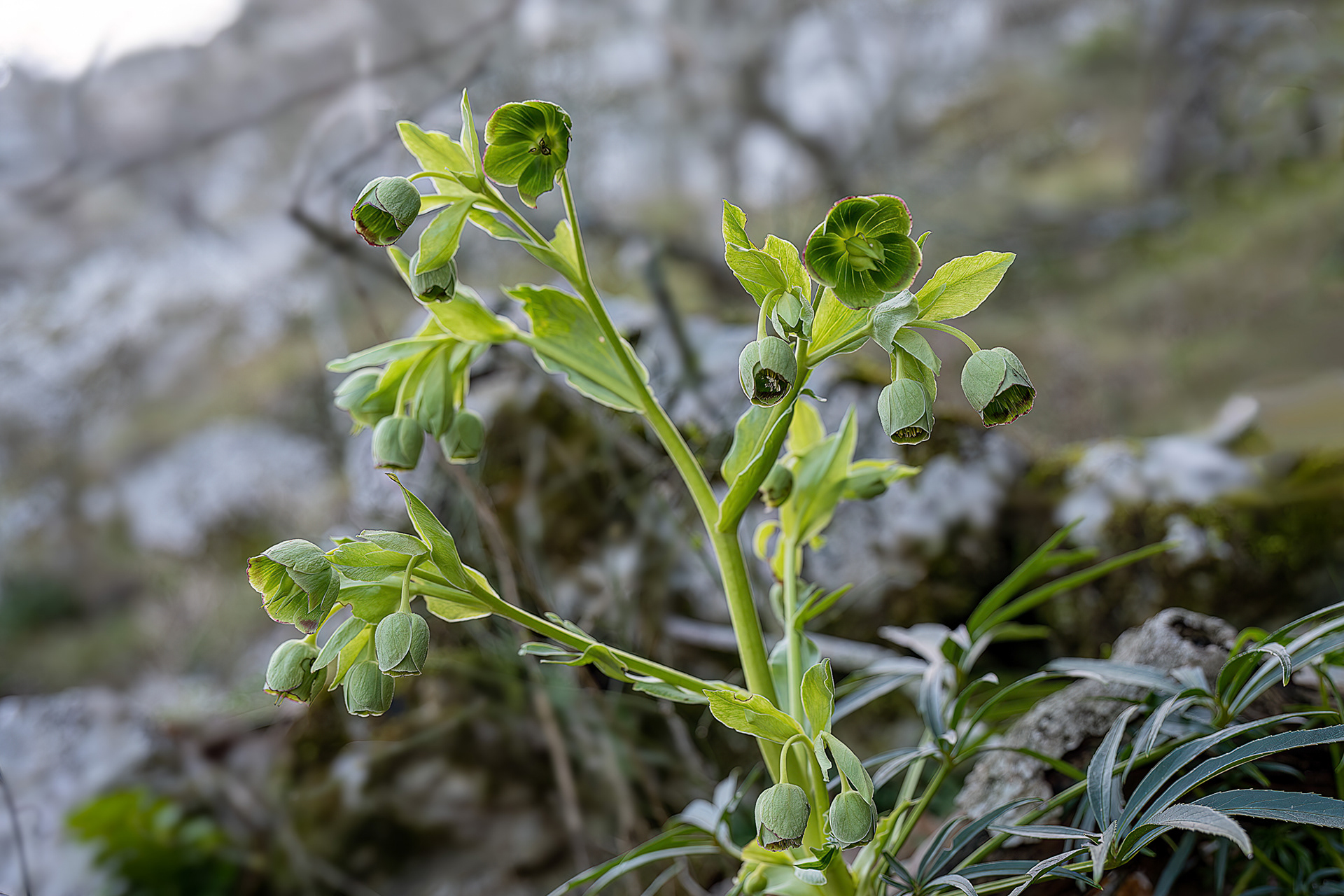 Helleborus foetidus