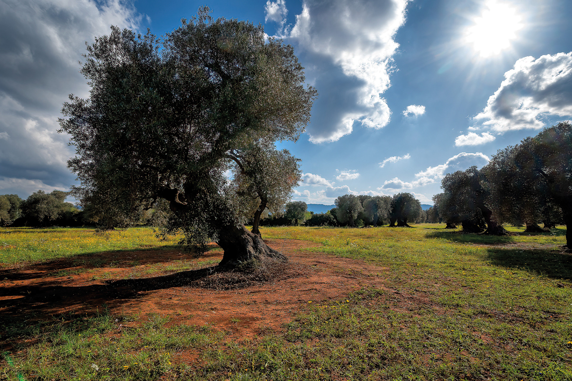 Piana degli ulivi di Ostuni