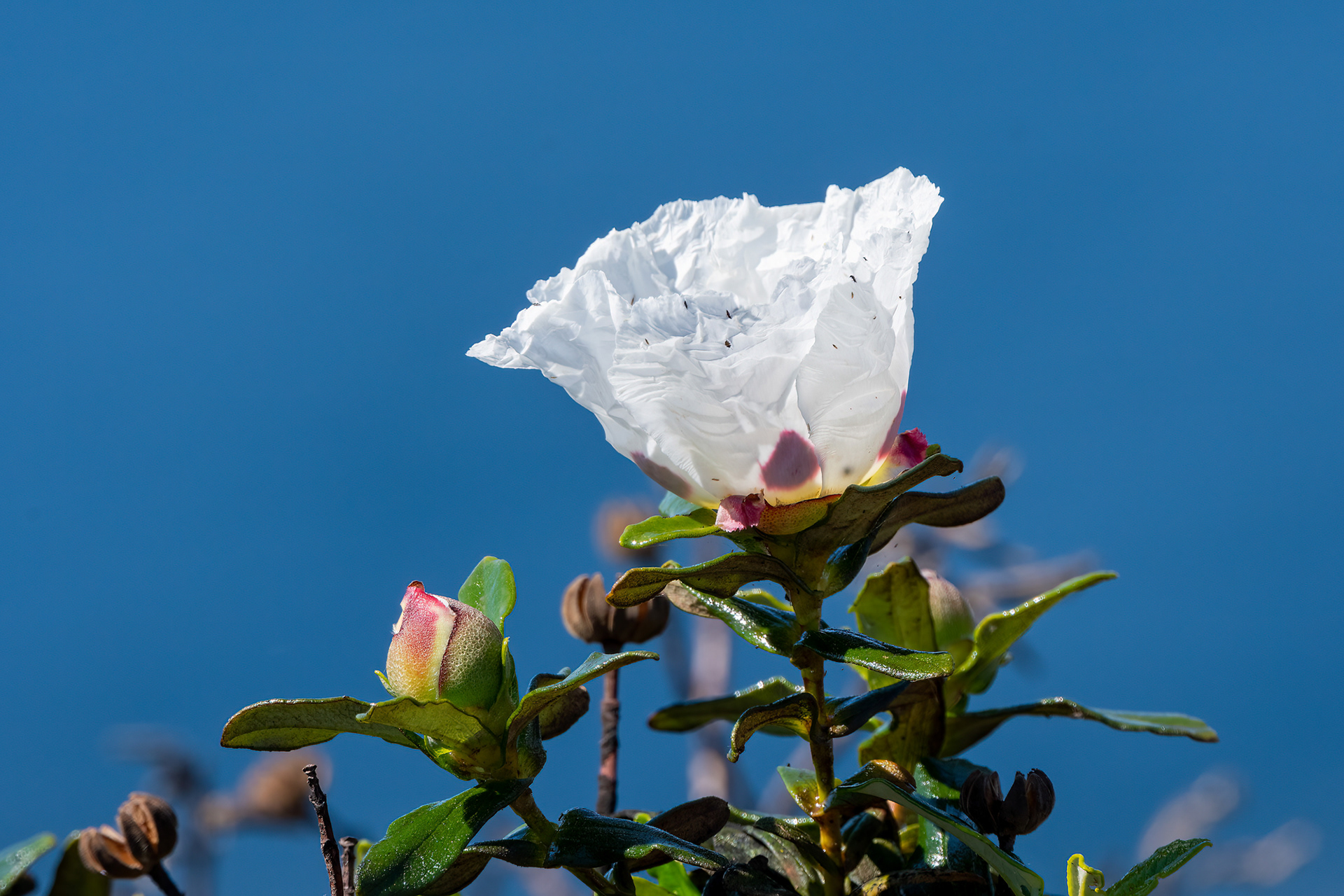 Cistus palhinhae