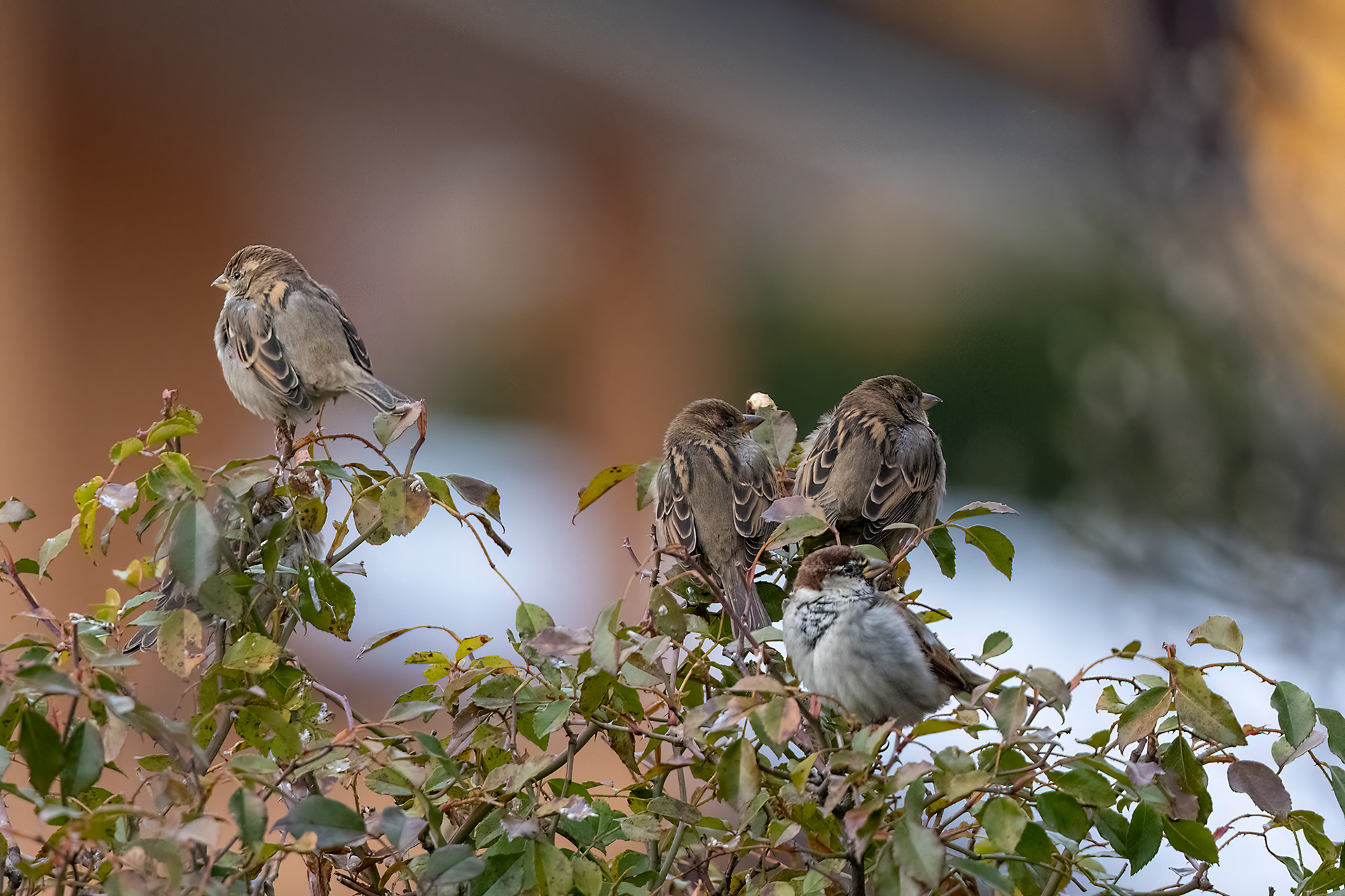 tre femmine e un maschio