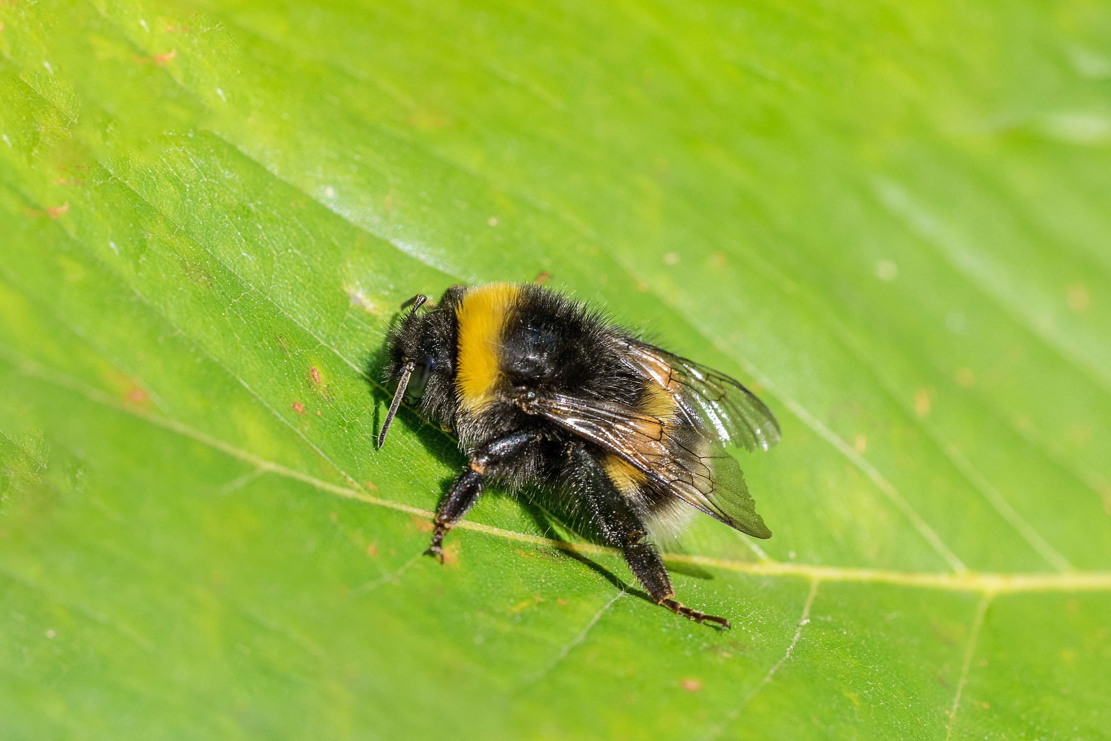 Bombus terrestris