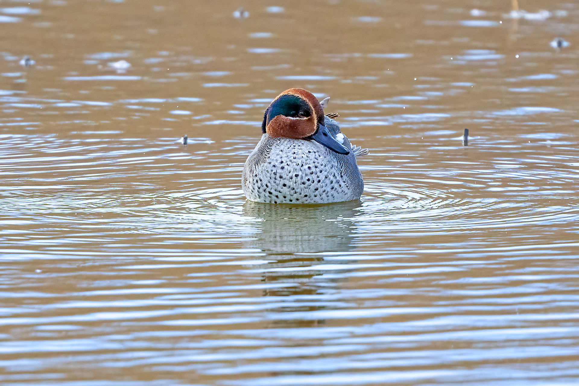 Riserva Sentina - alzavola maschio