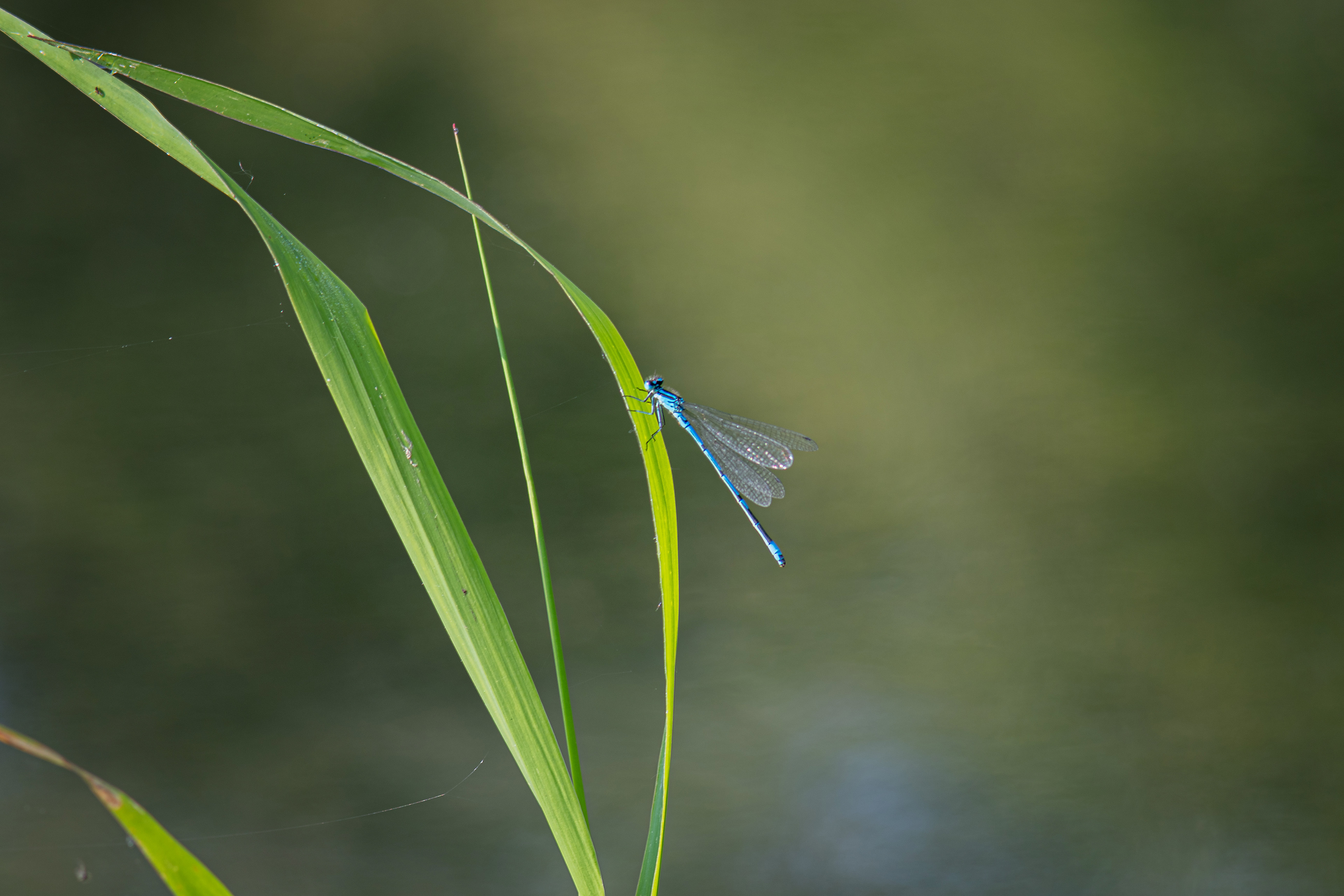 Agrion puella