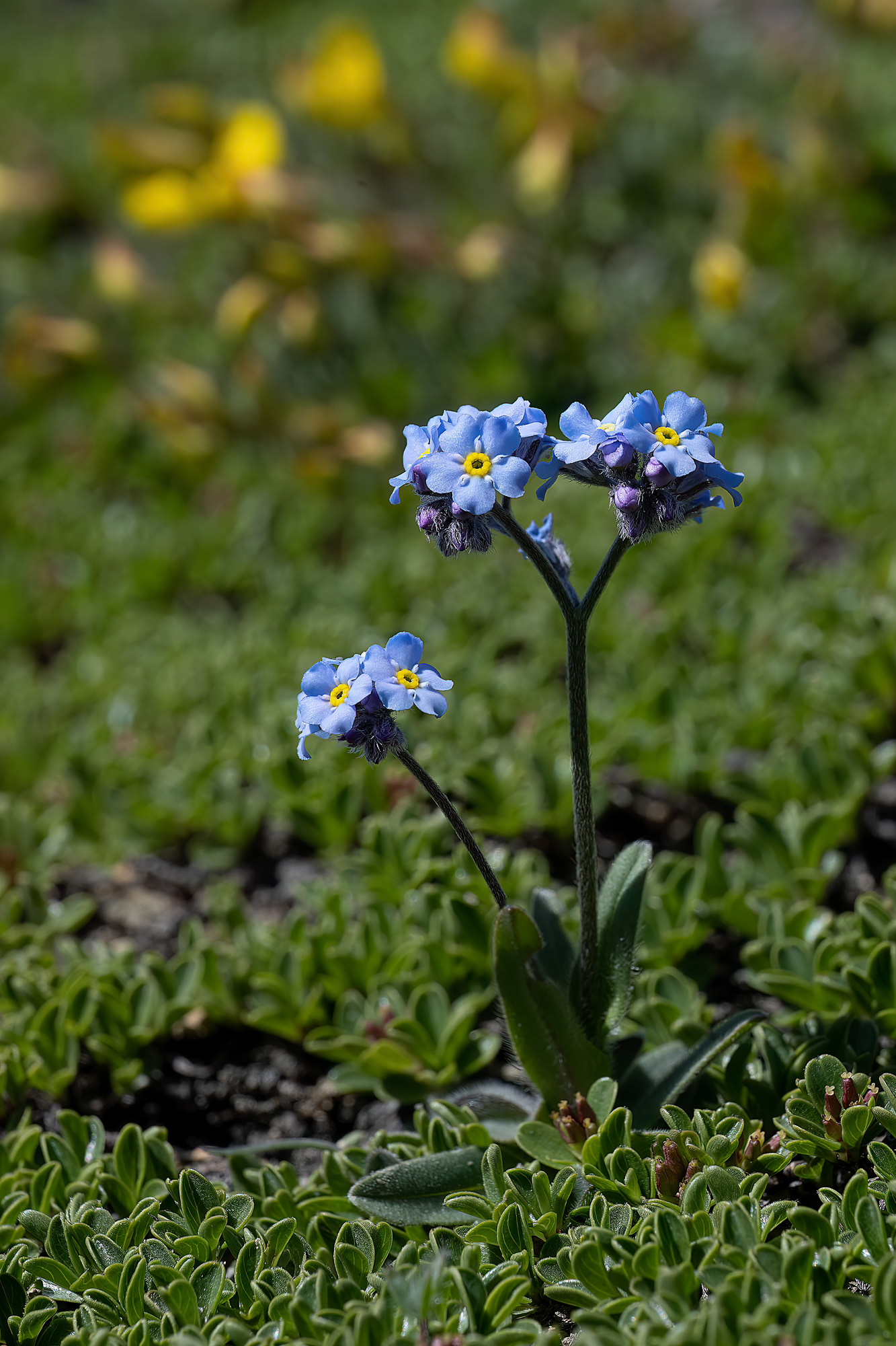 Myosotis alpestris
