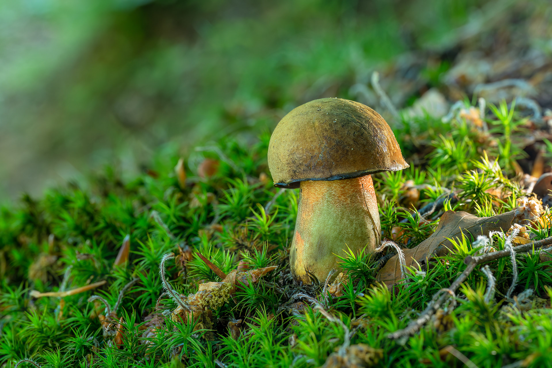 Boletus erythropus