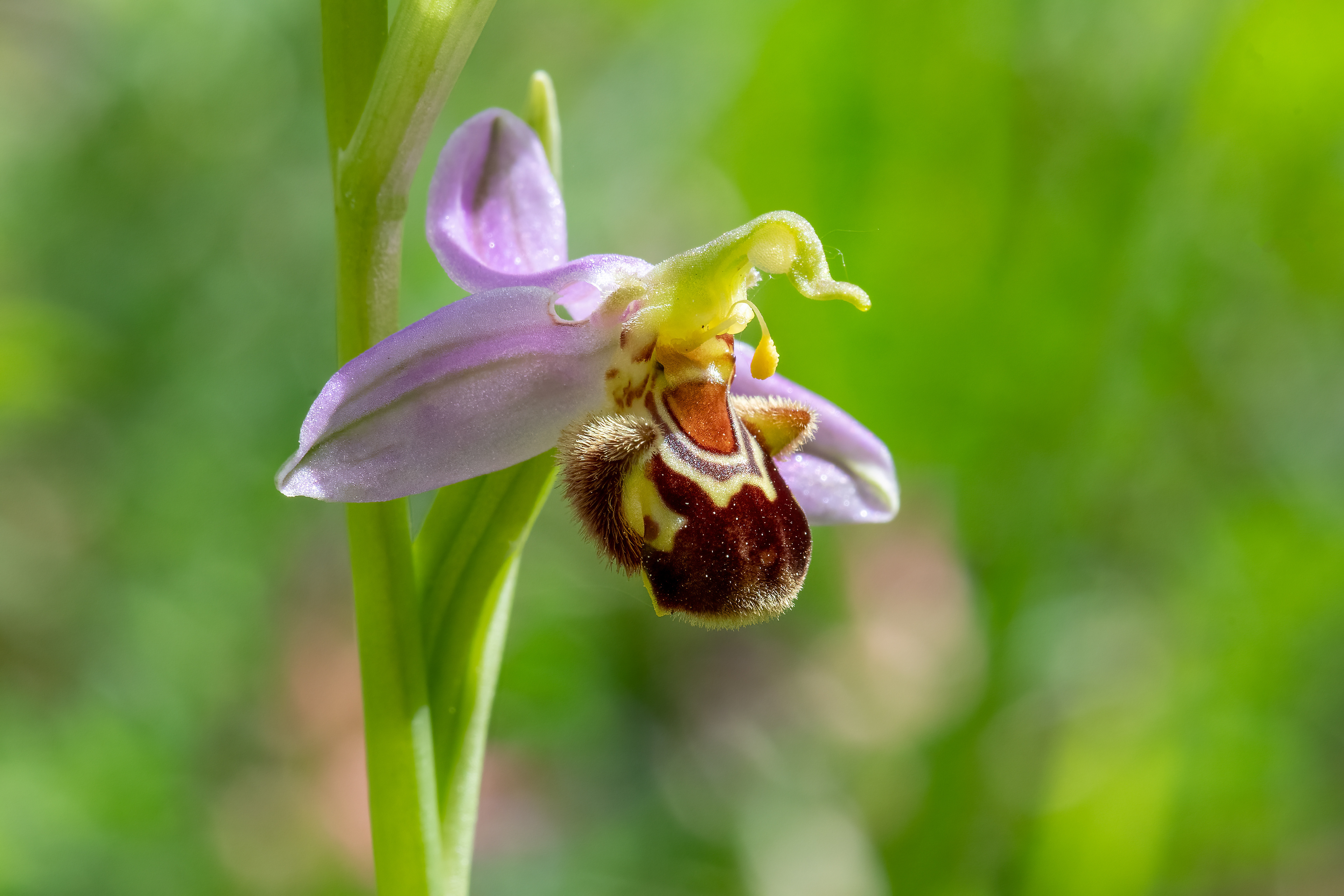 Ophrys apifera