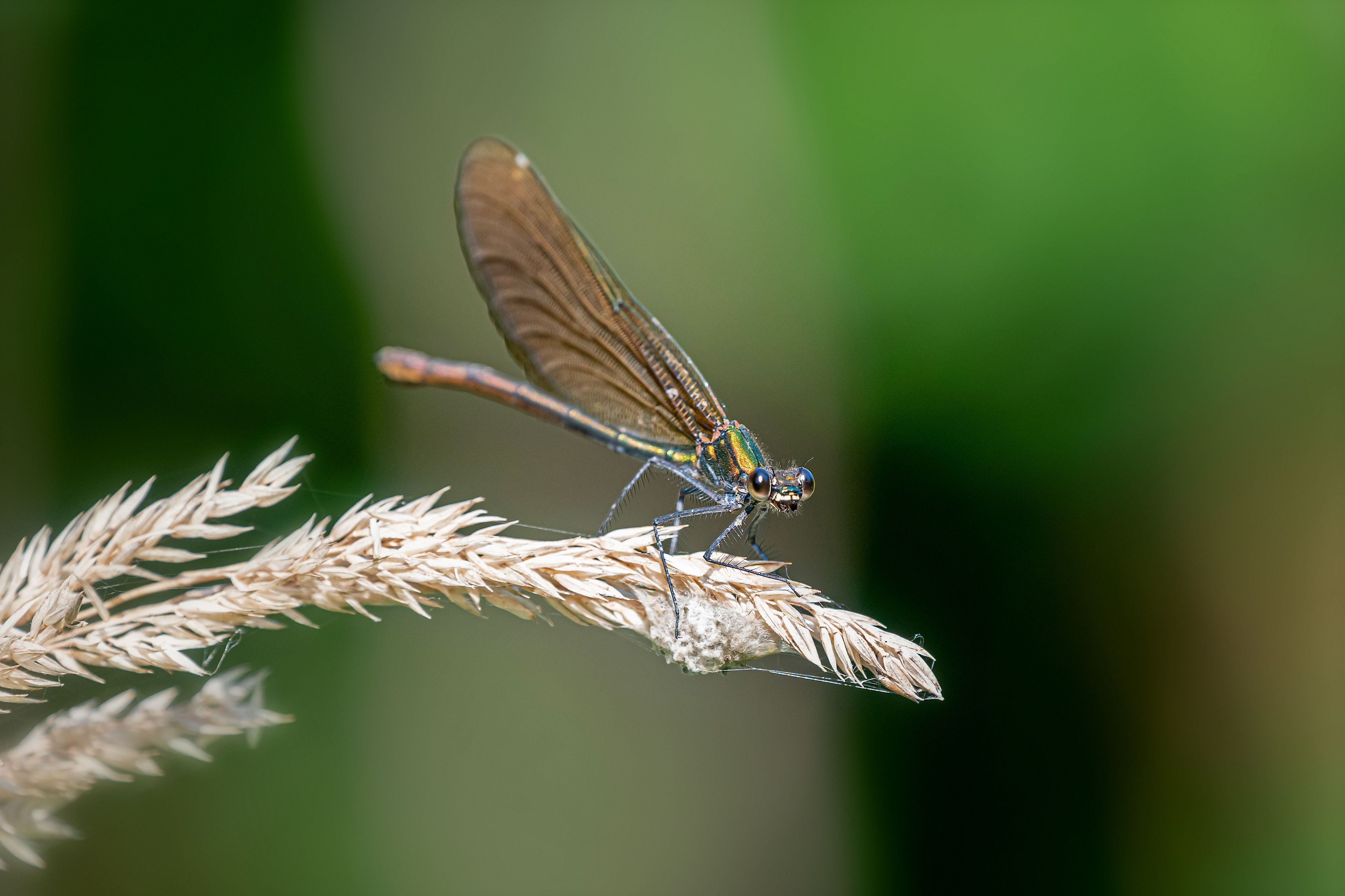 Calopteryx virgo