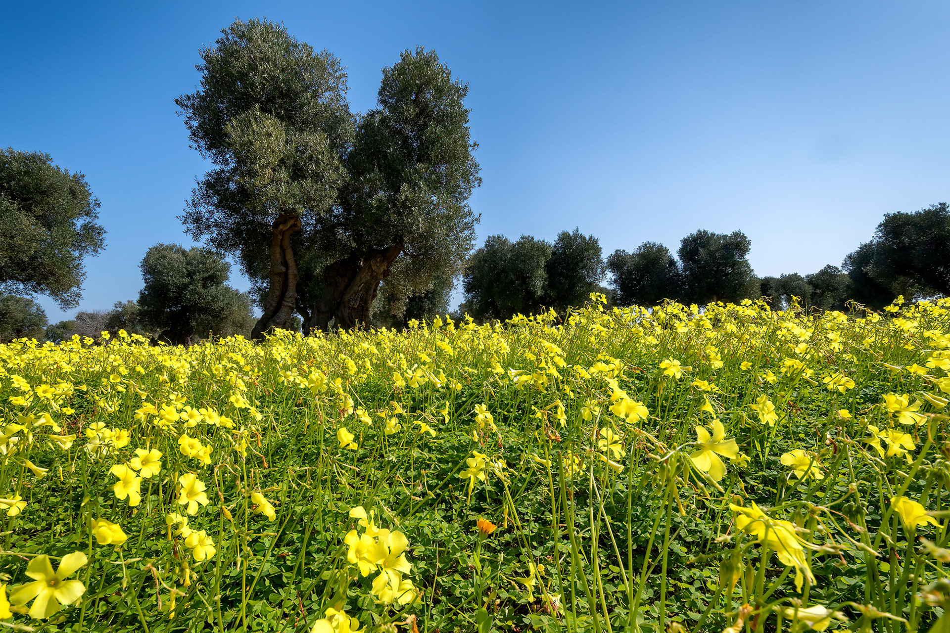 Piana degli ulivi di Ostuni