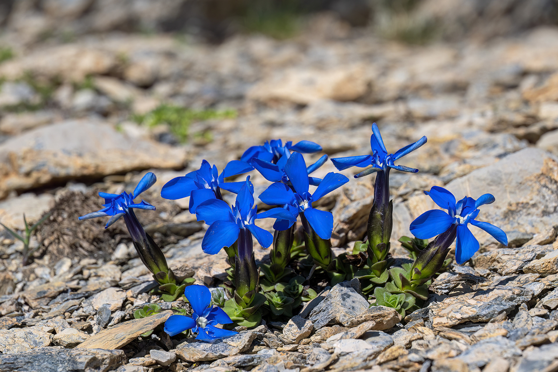 Gentiana verna