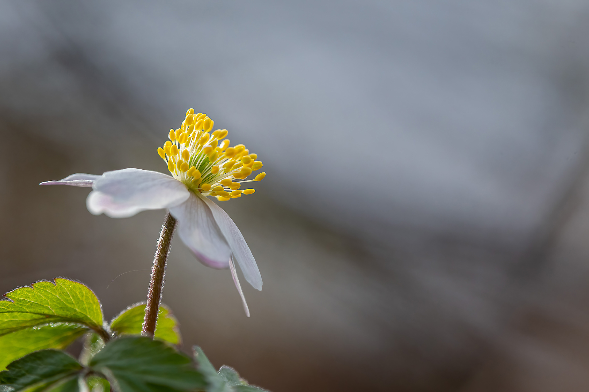 Anemone nemorosa