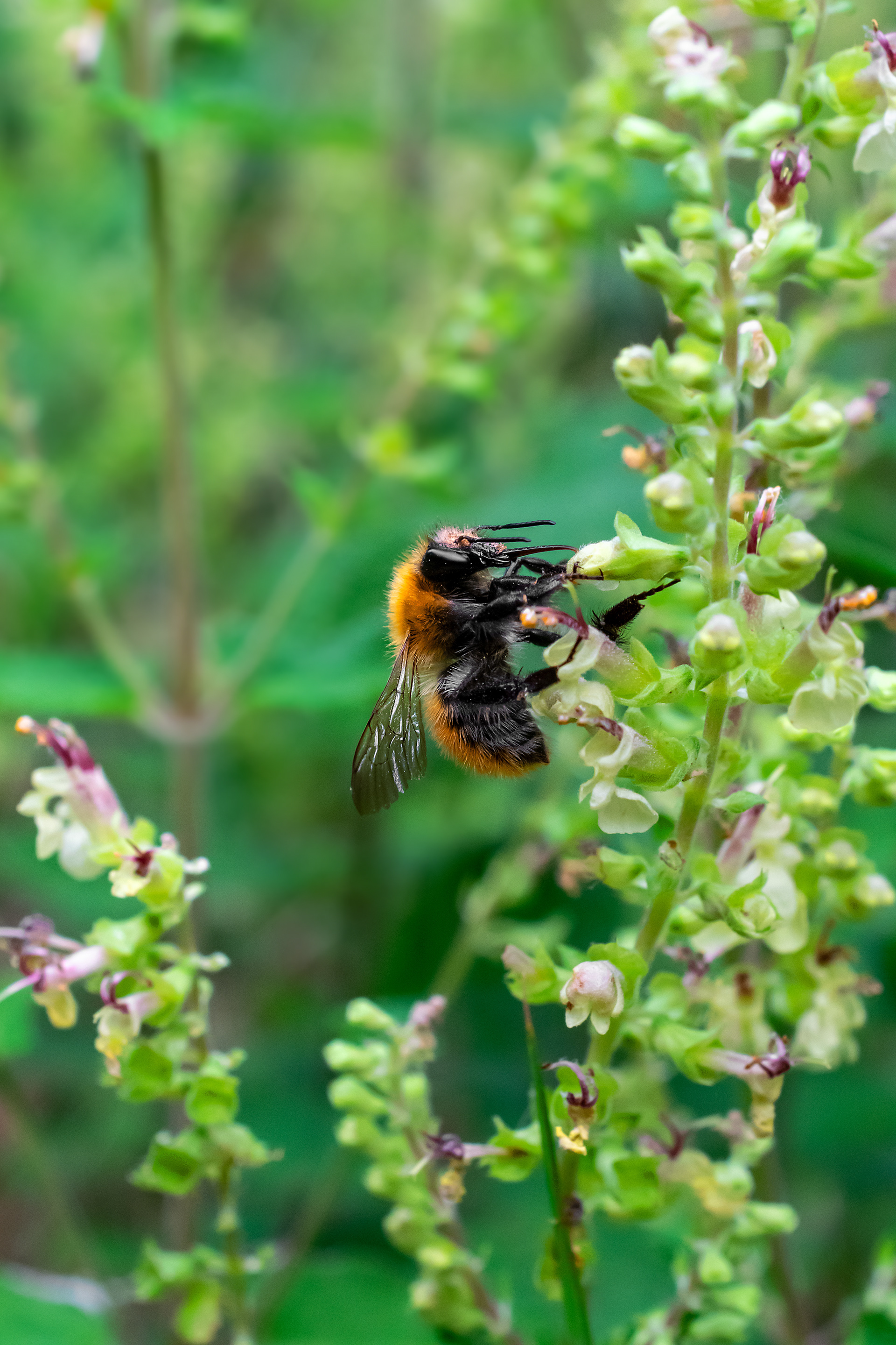 Bombus pascuorum