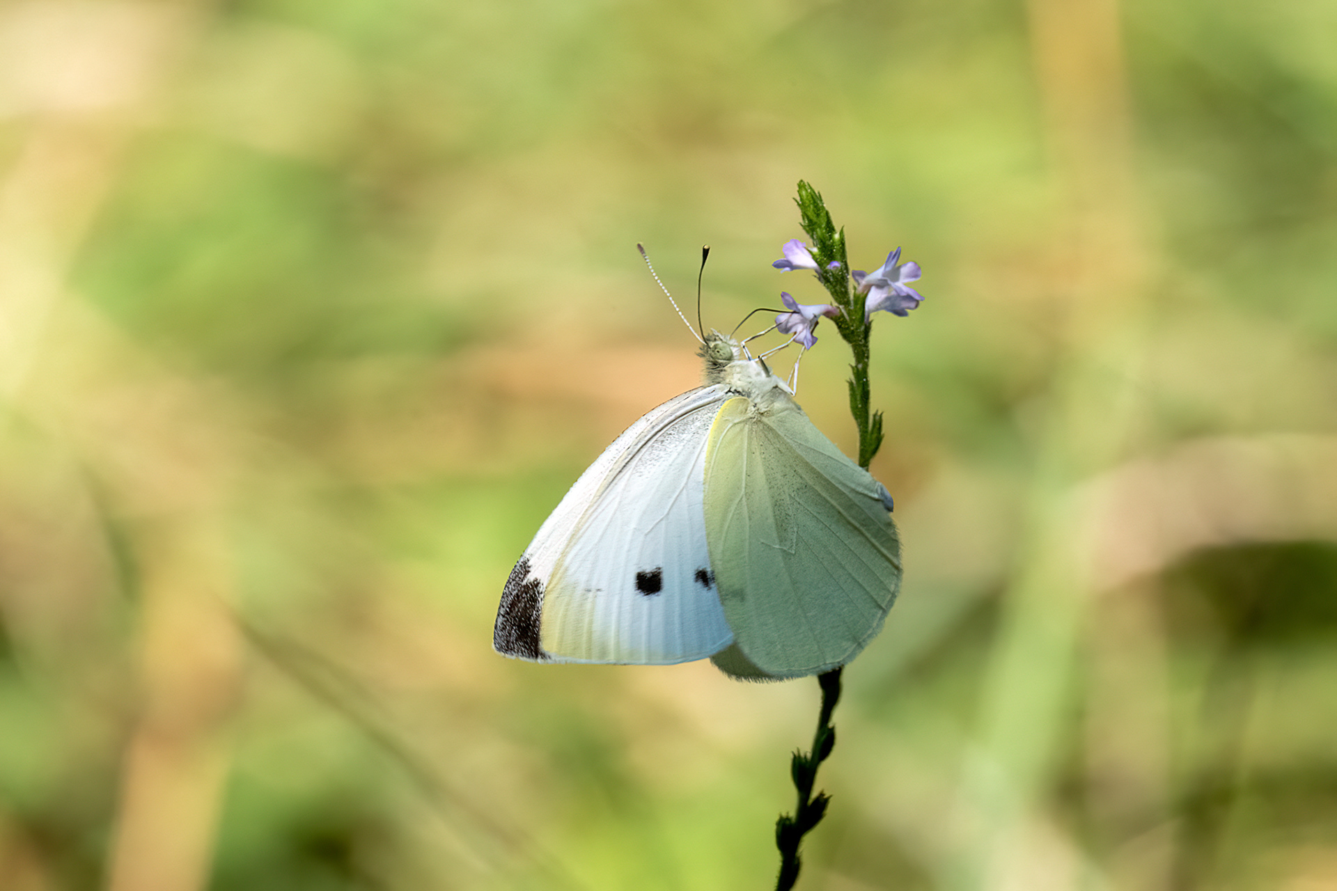 Cavolaia minore - Pieris rapae
