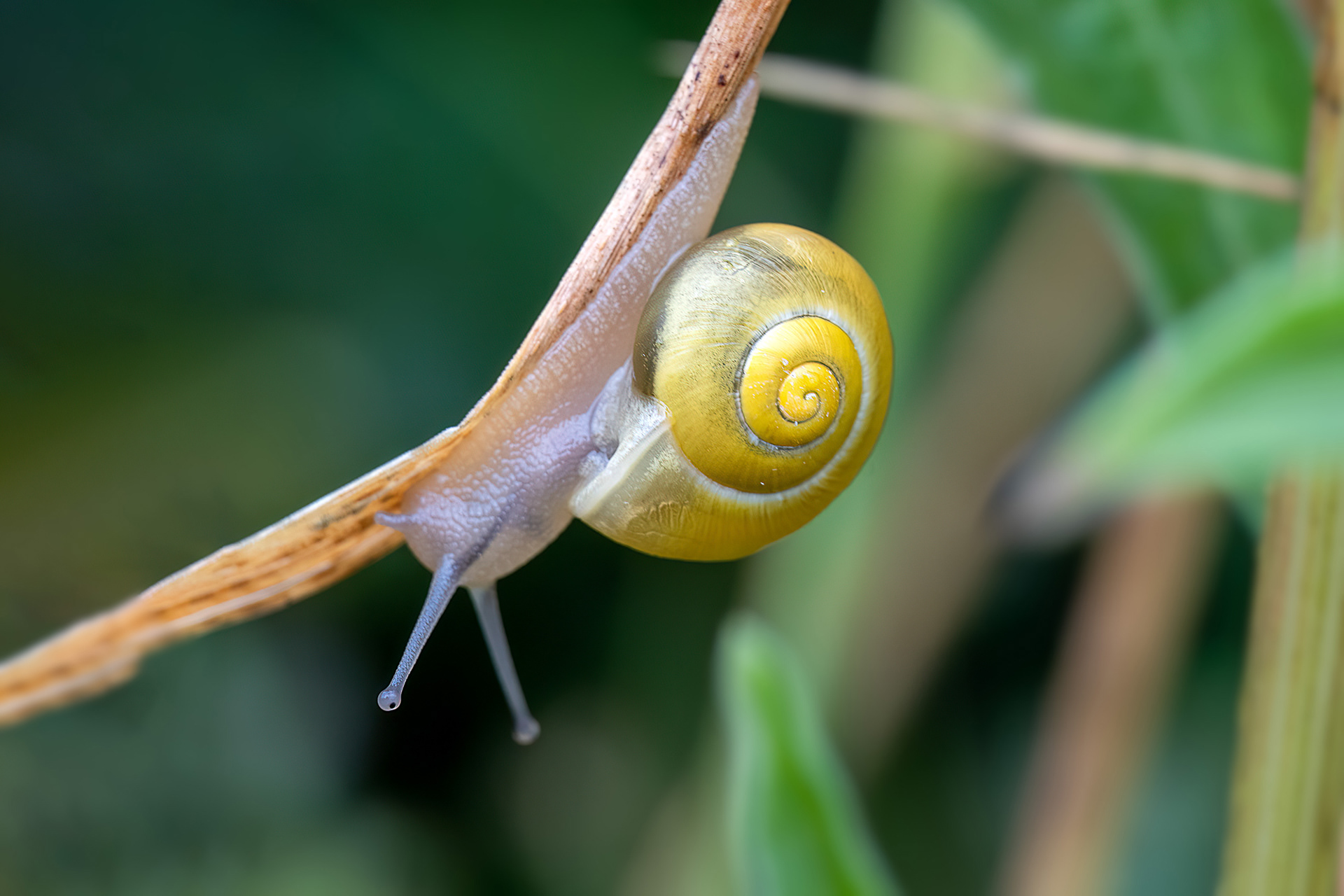 Cepaea nemoralis