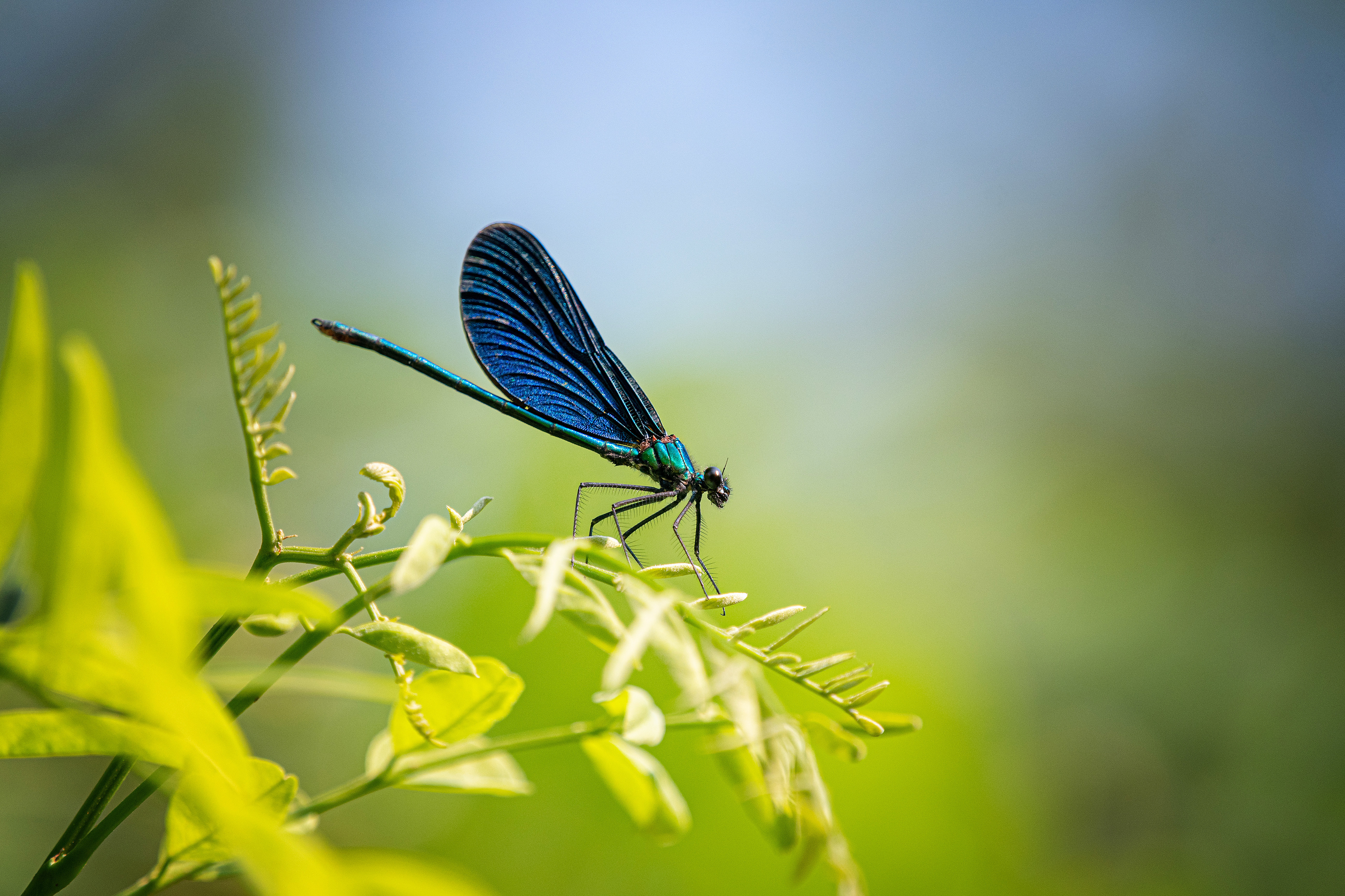 Calopteryx virgo