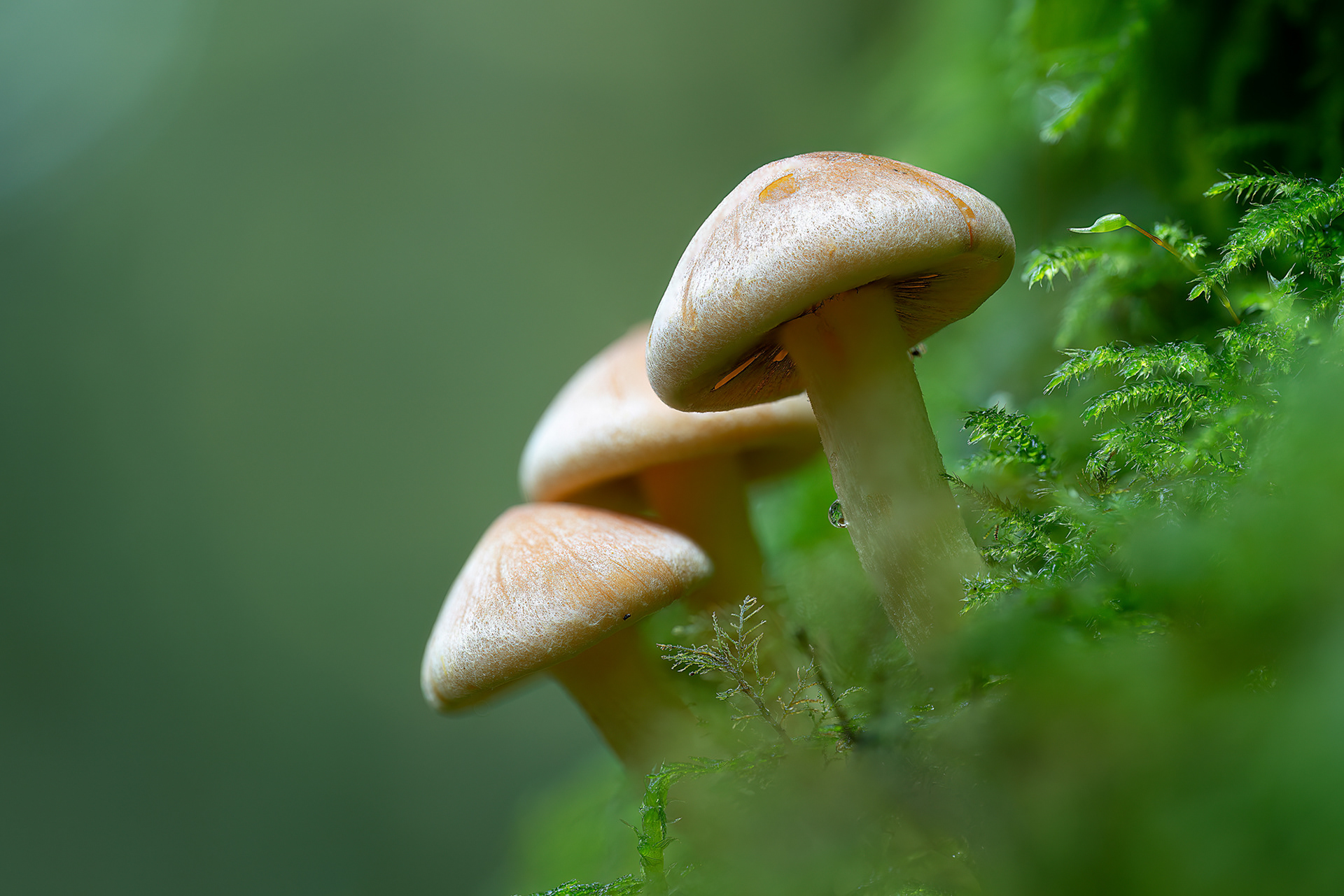 Foresta di Beffou - Hypholoma