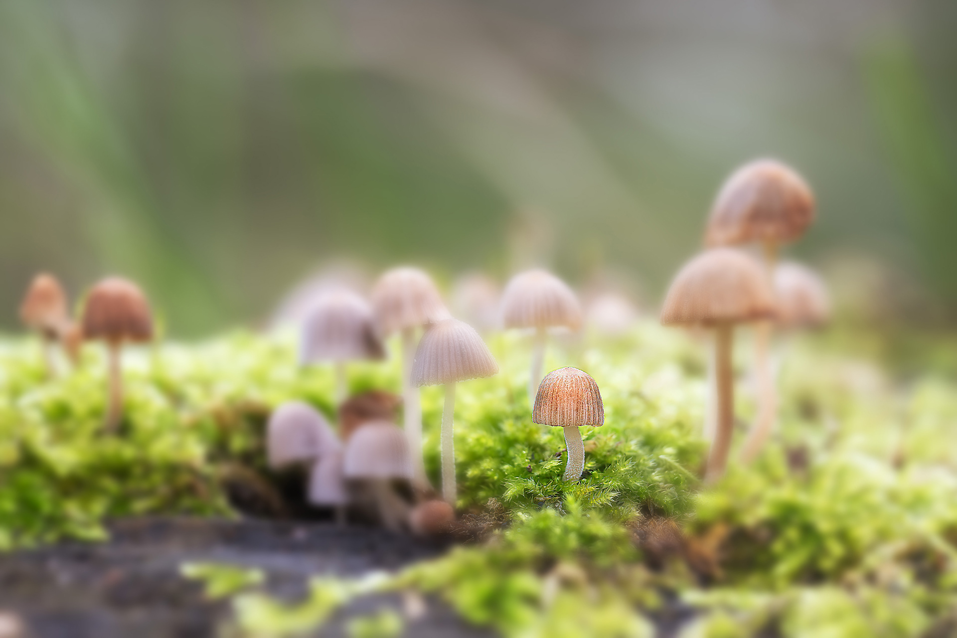 Coprinus disseminatus