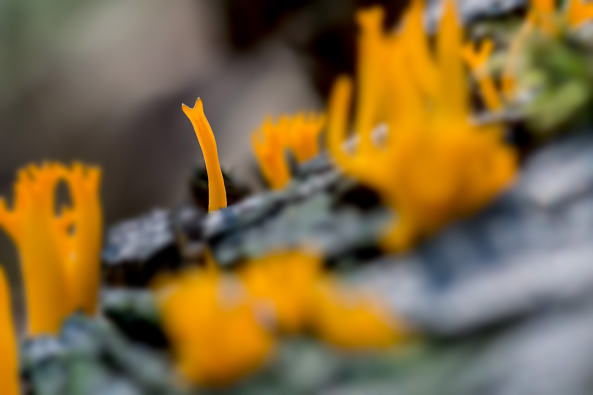 Calocera viscosa