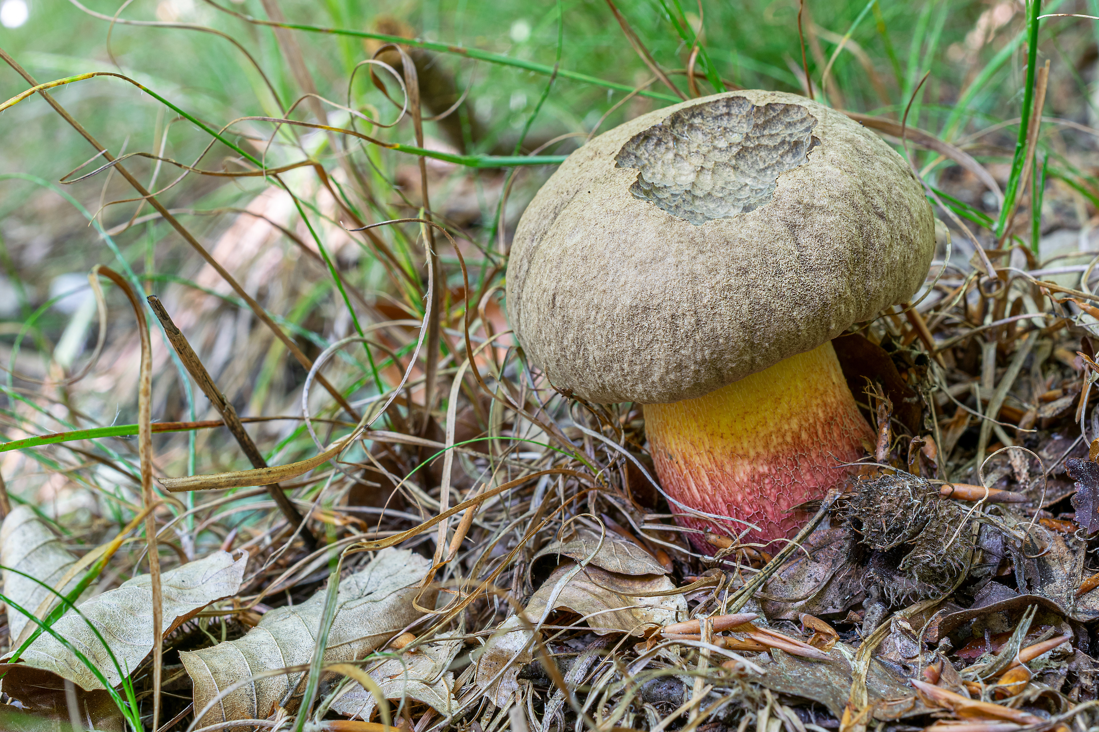 Boletus