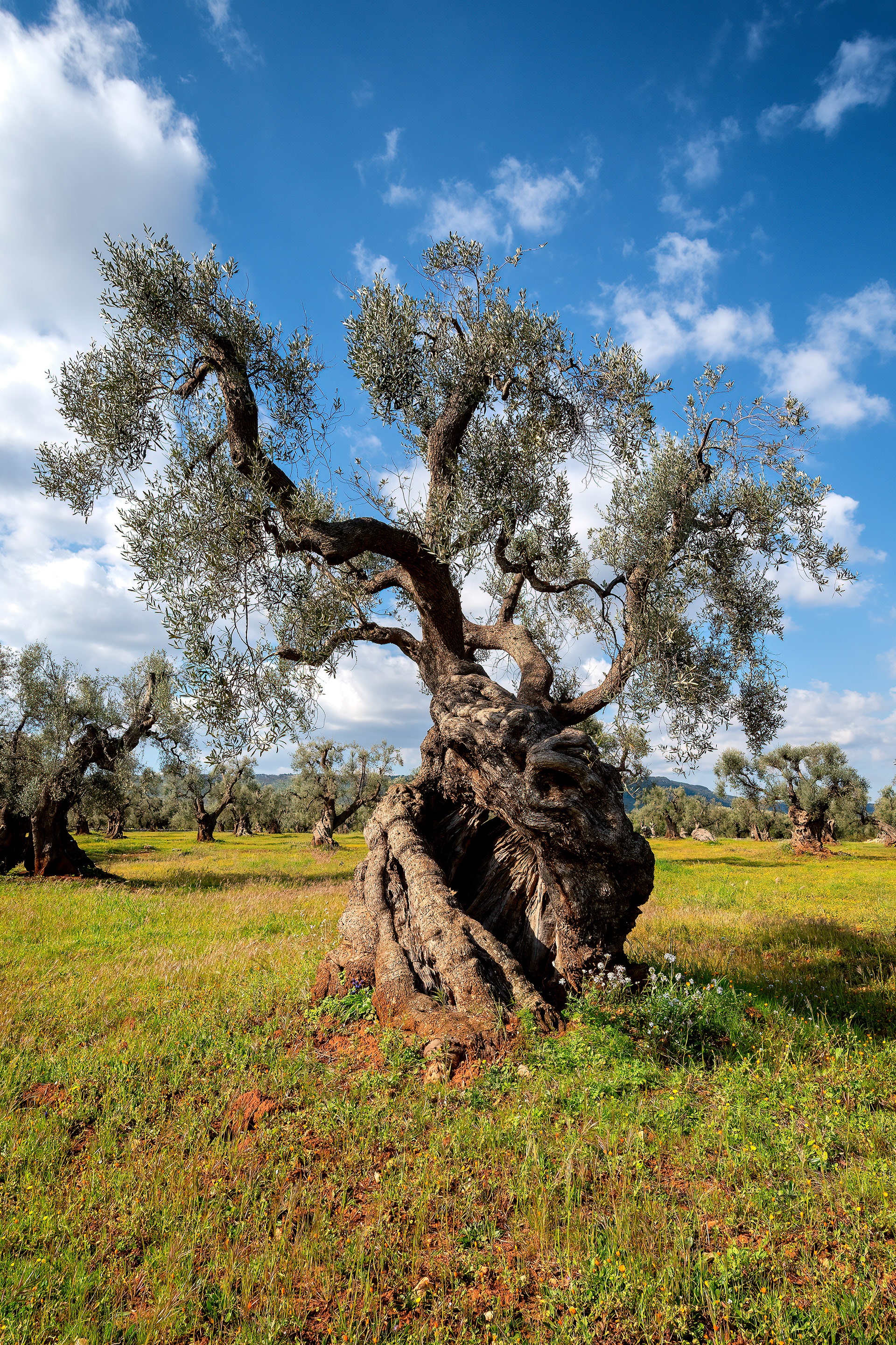 Piana di Ostuni