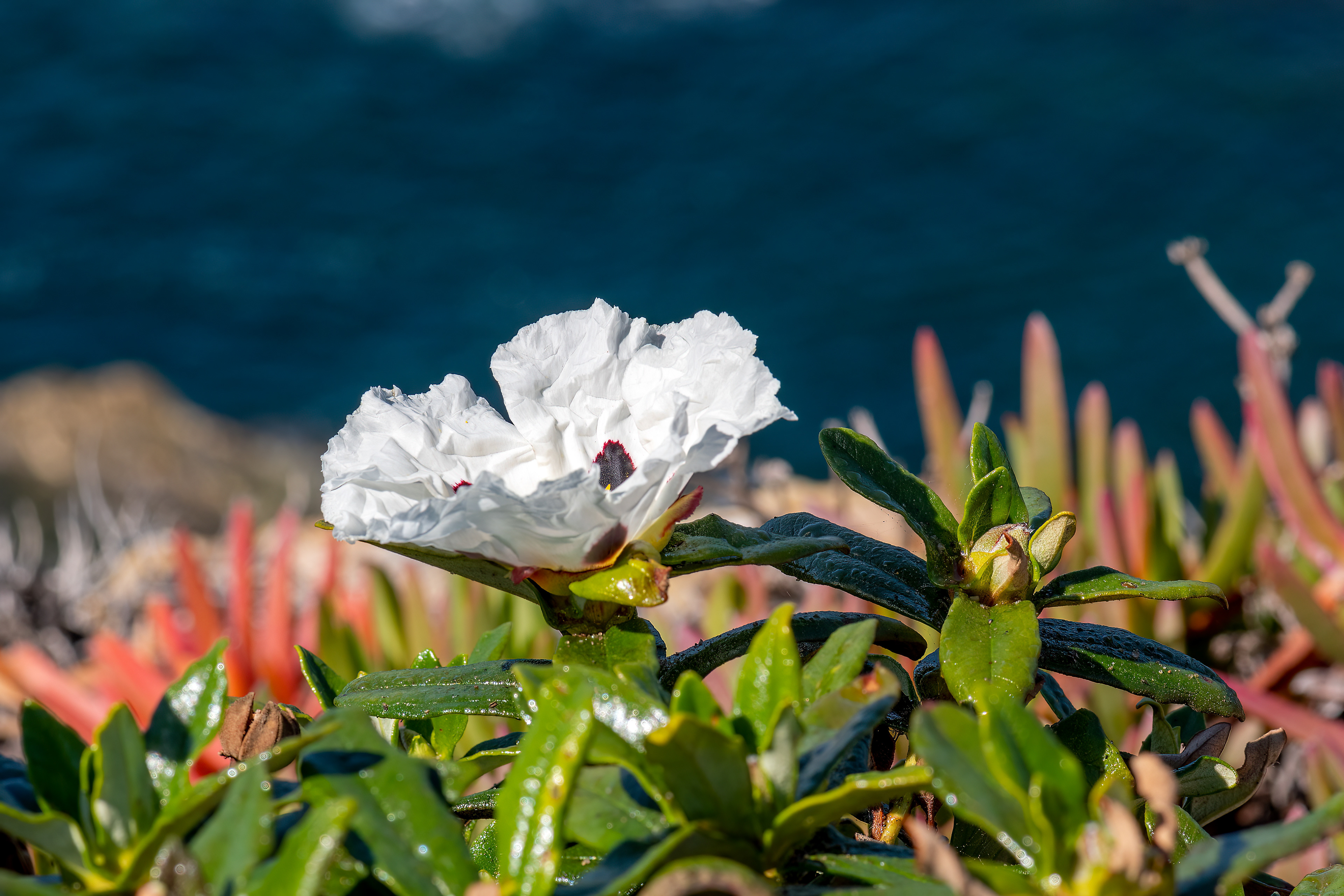 Cistus palhinhae