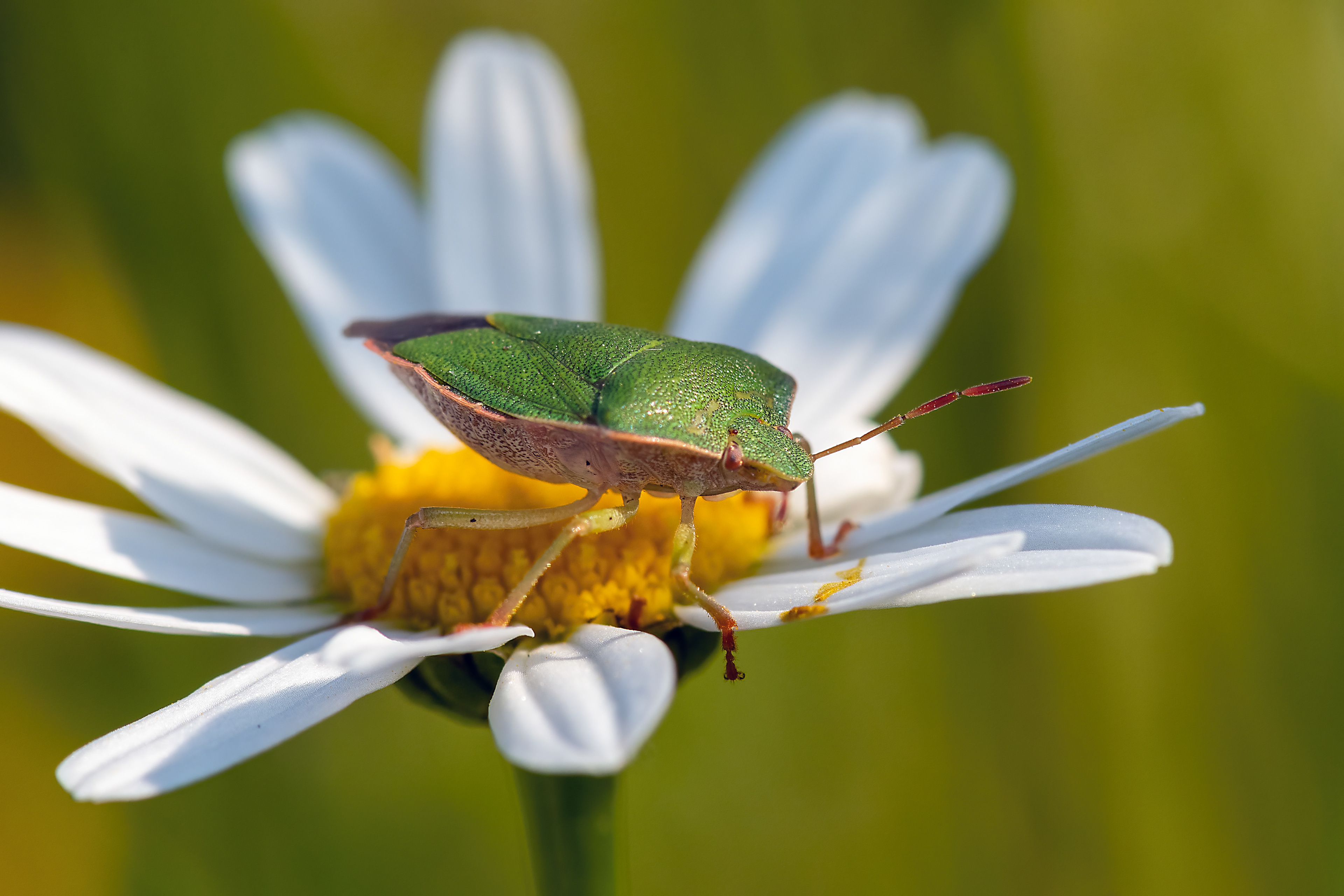 Palomena viridissima