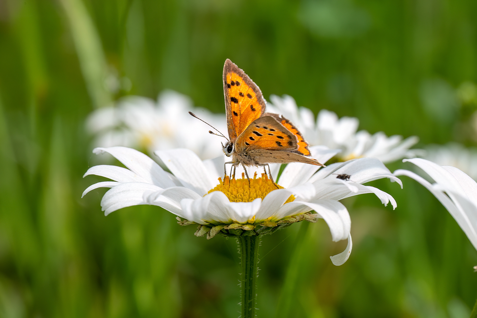 Lycaena phlaeas