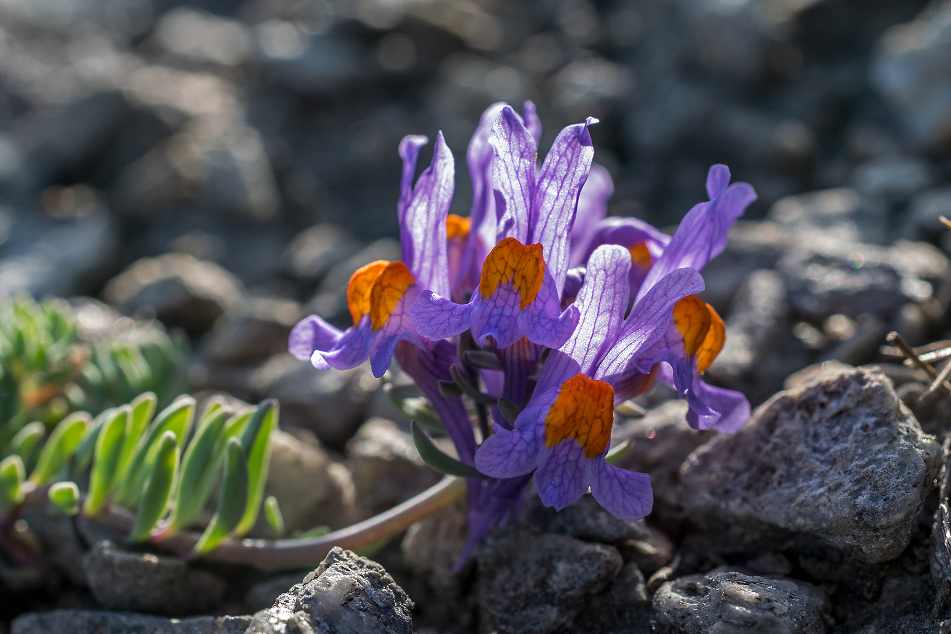 Linaria alpina